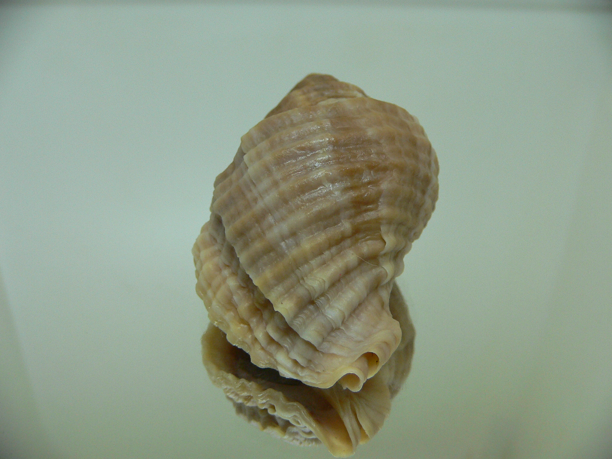 Nucella freycinetii freycinetii DOUBLE SIPHON