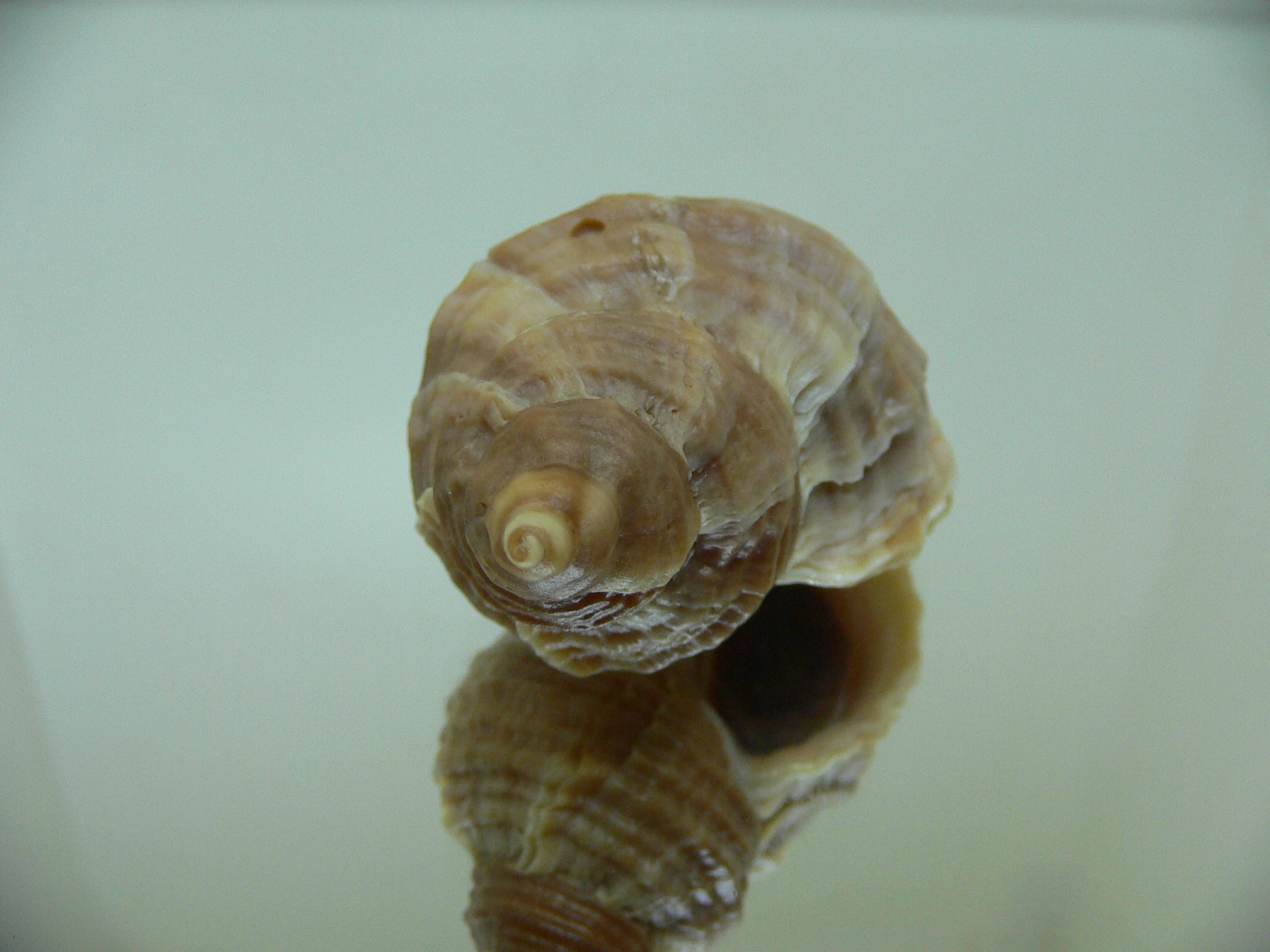 Nucella freycinetii freycinetii DOUBLE SIPHON