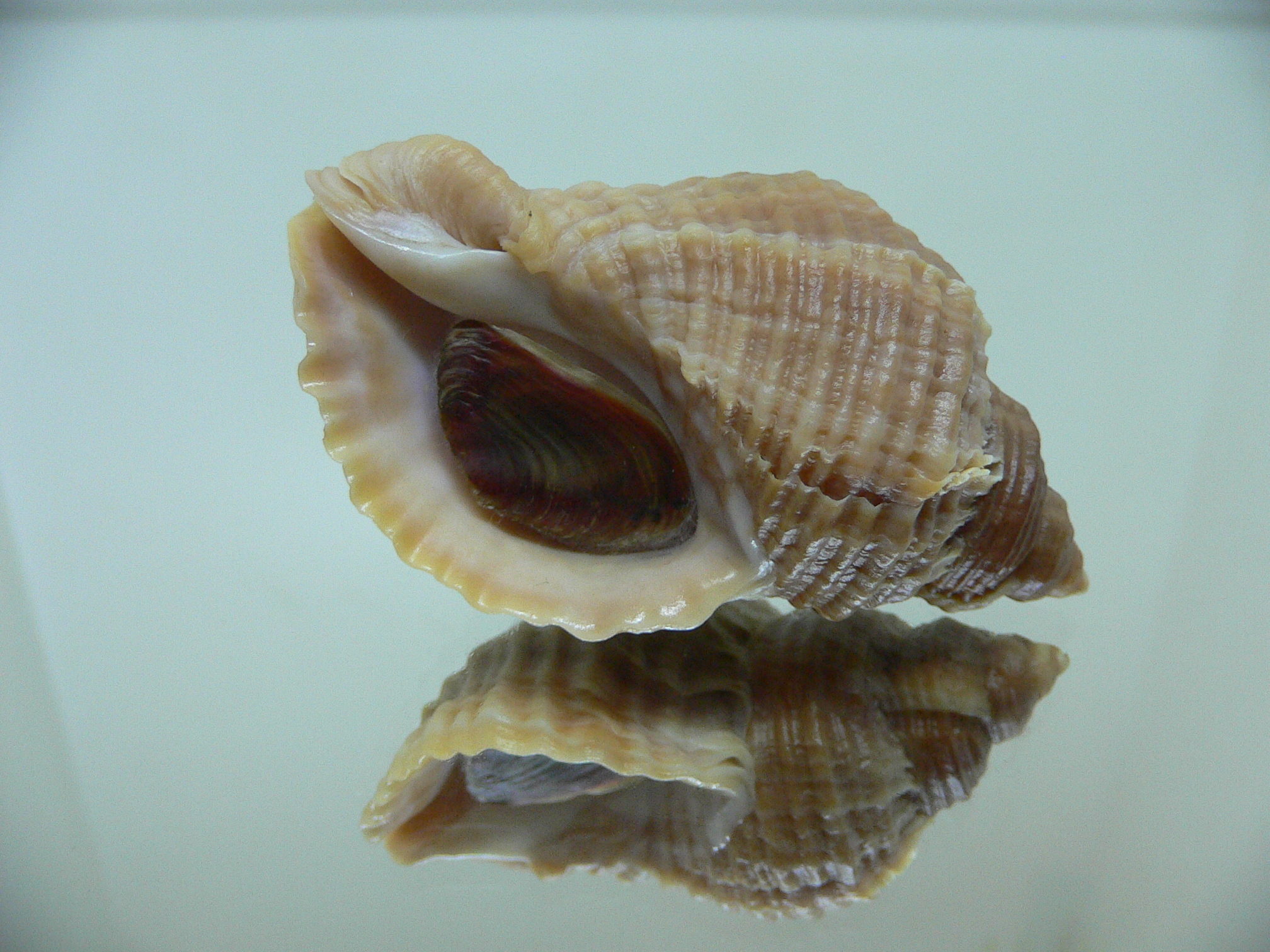 Nucella freycinetii freycinetii DOUBLE SIPHON