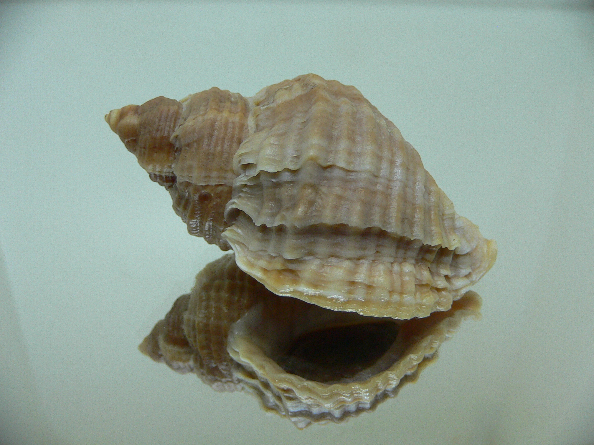 Nucella freycinetii freycinetii DOUBLE SIPHON