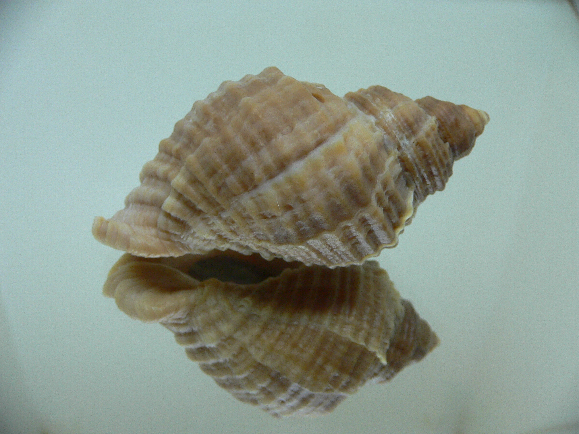 Nucella freycinetii freycinetii DOUBLE SIPHON