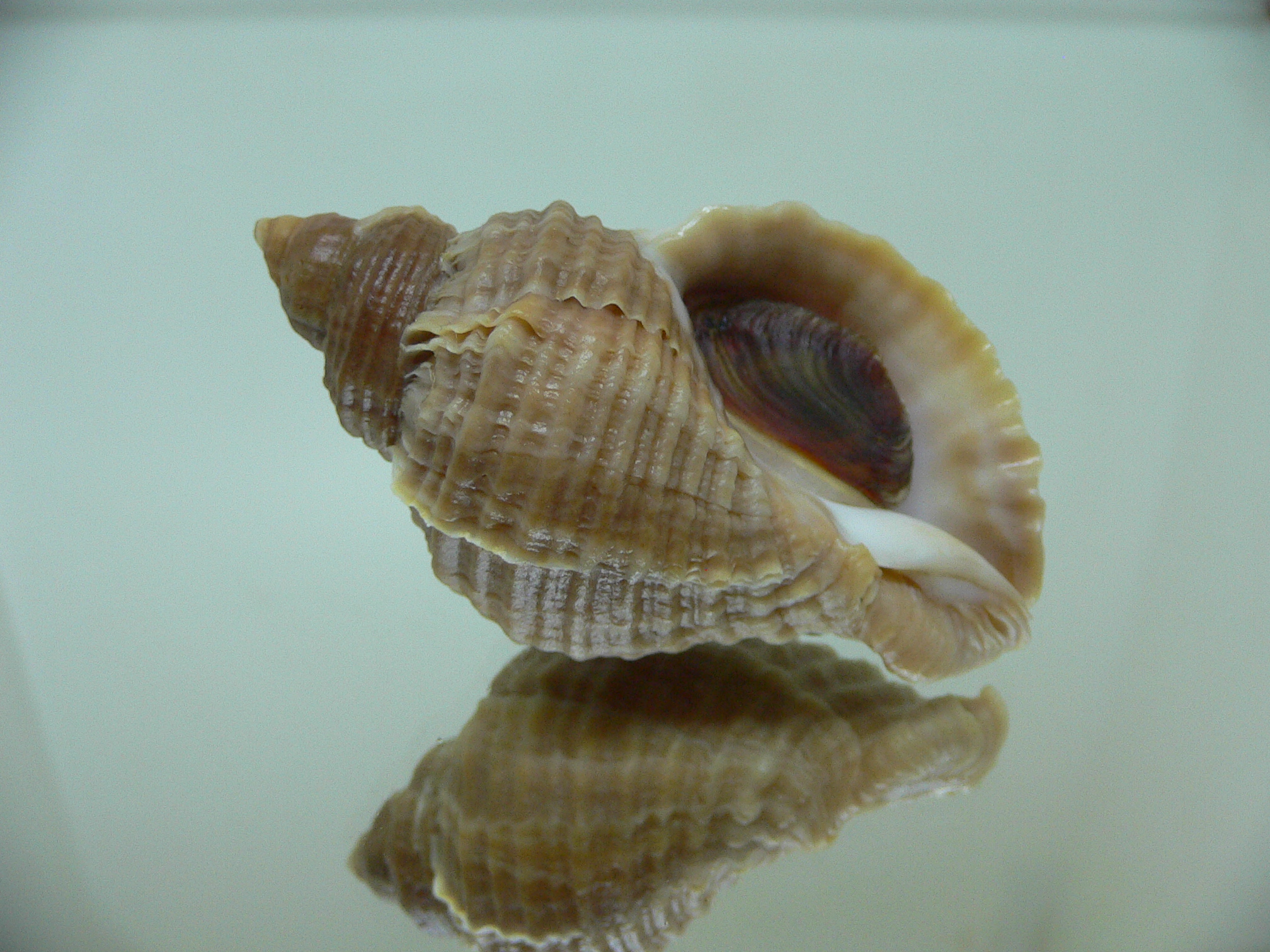 Nucella freycinetii freycinetii DOUBLE SIPHON