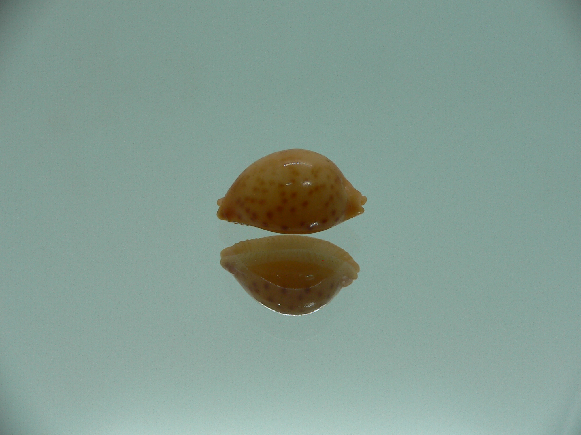 Cypraea globulus brevirostris IDEAL & BIG