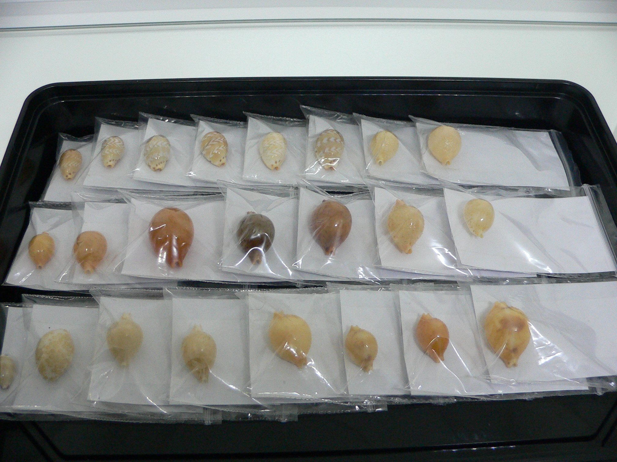 Cypraea globulus brevirostris IDEAL & BIG