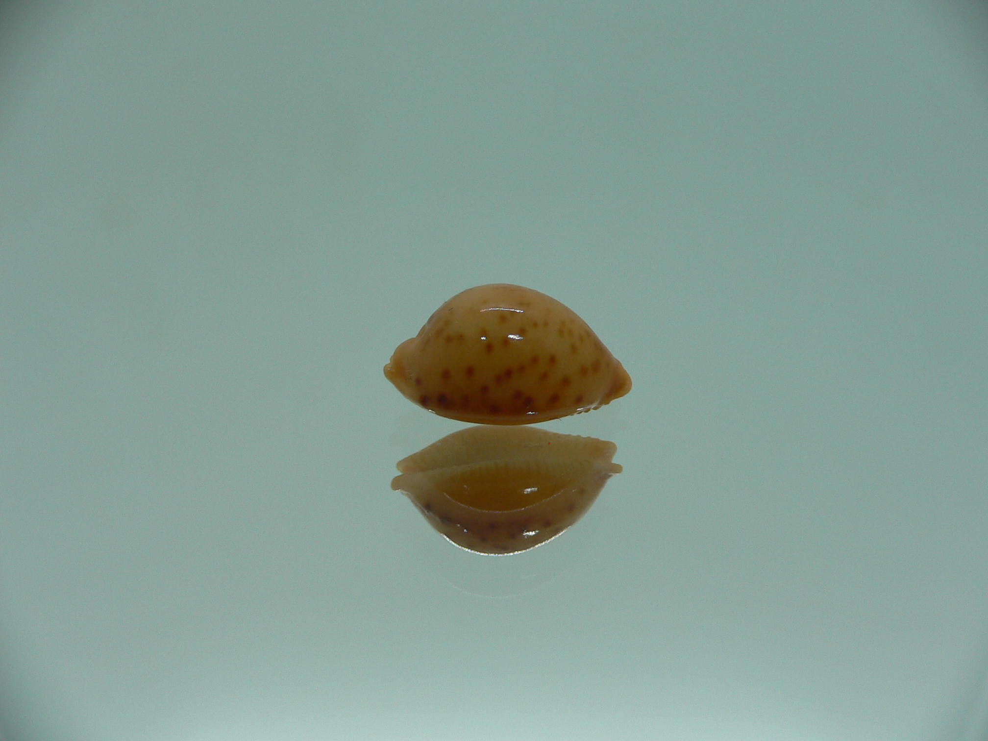 Cypraea globulus brevirostris IDEAL & BIG