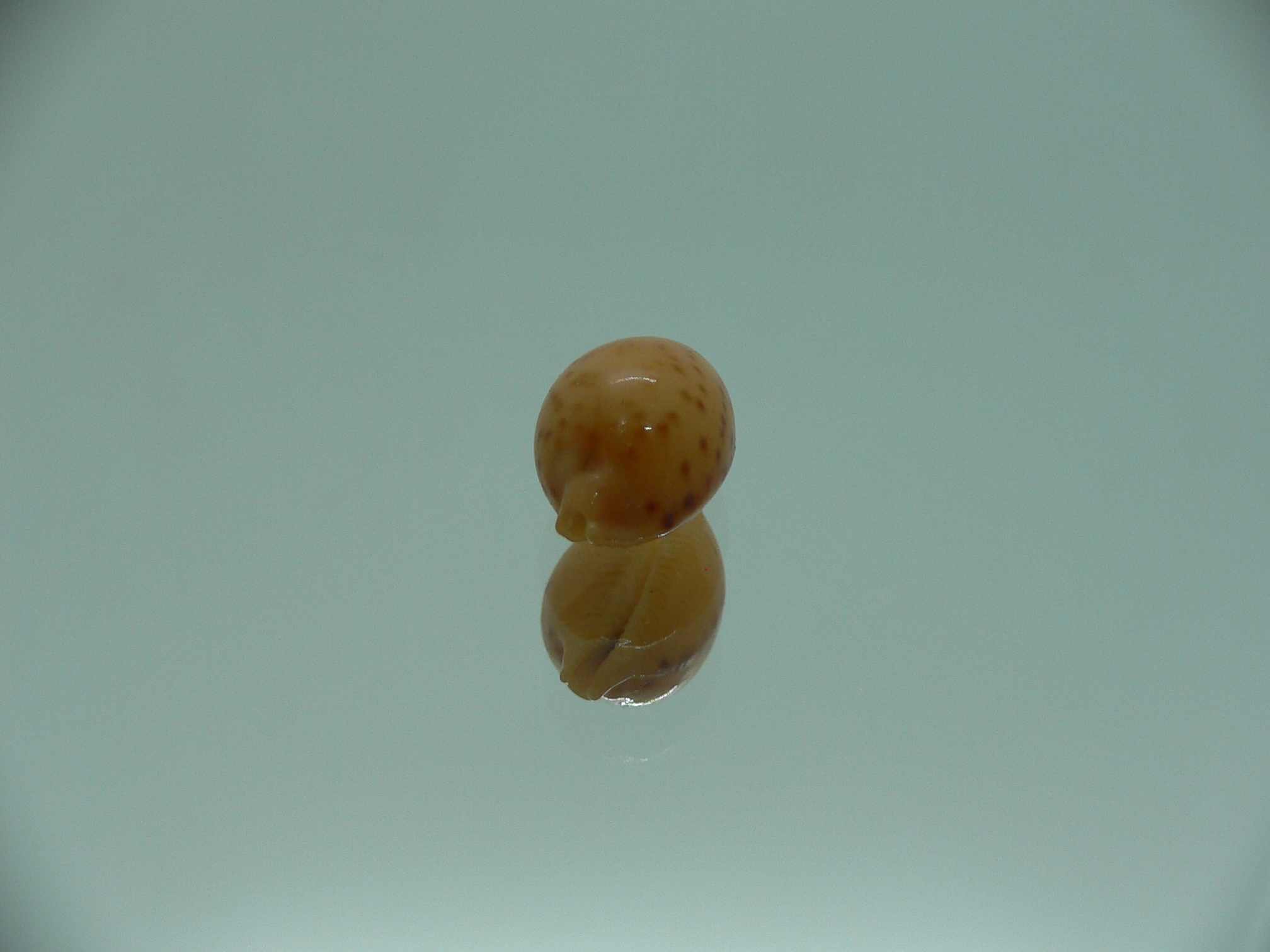 Cypraea globulus brevirostris IDEAL & BIG
