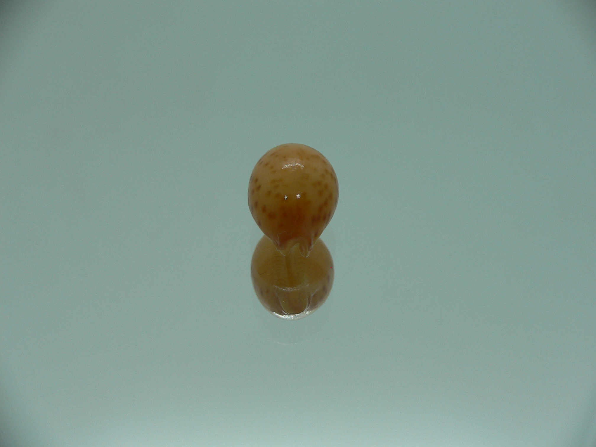 Cypraea globulus brevirostris IDEAL & BIG
