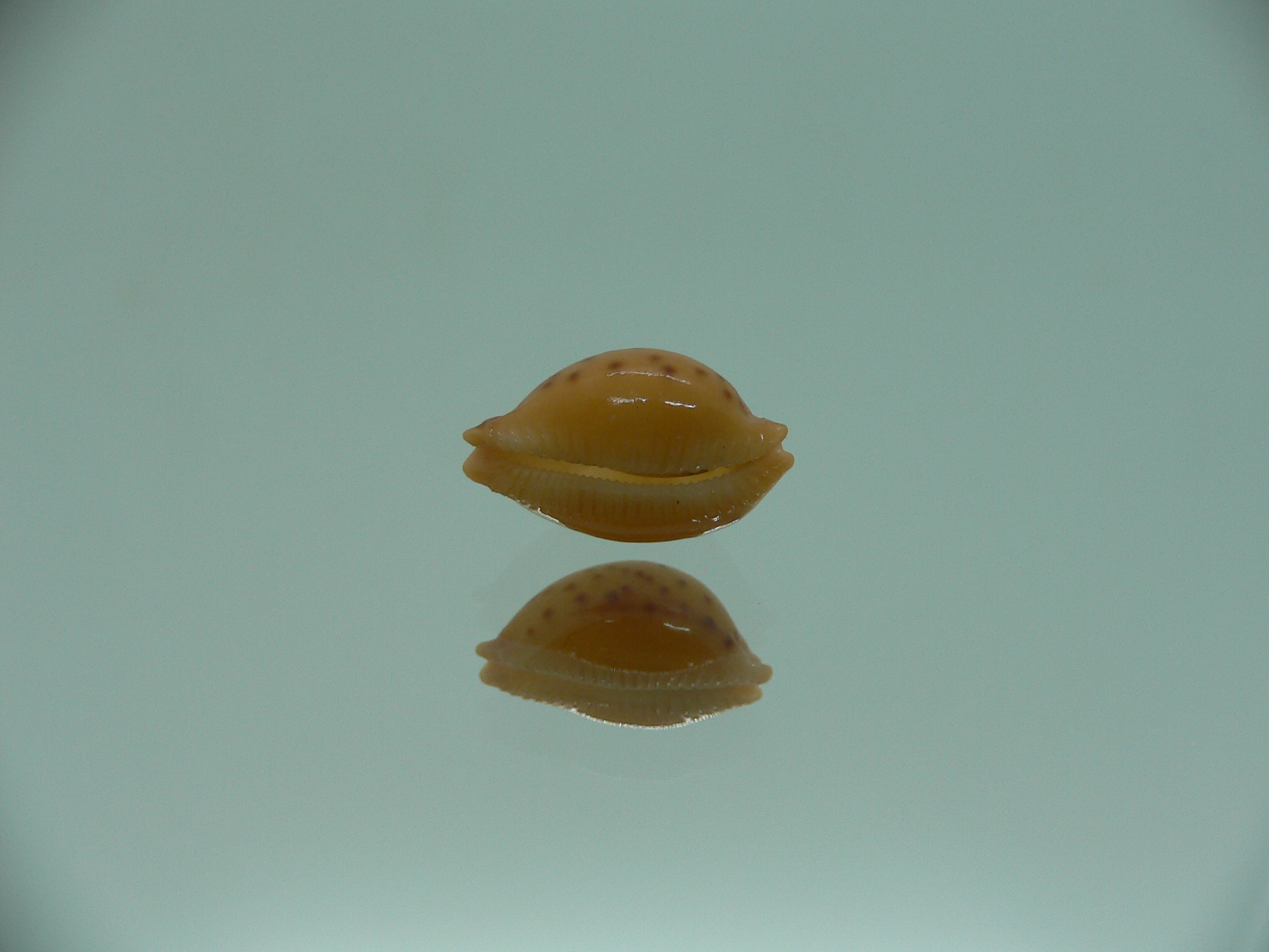 Cypraea globulus brevirostris IDEAL & BIG
