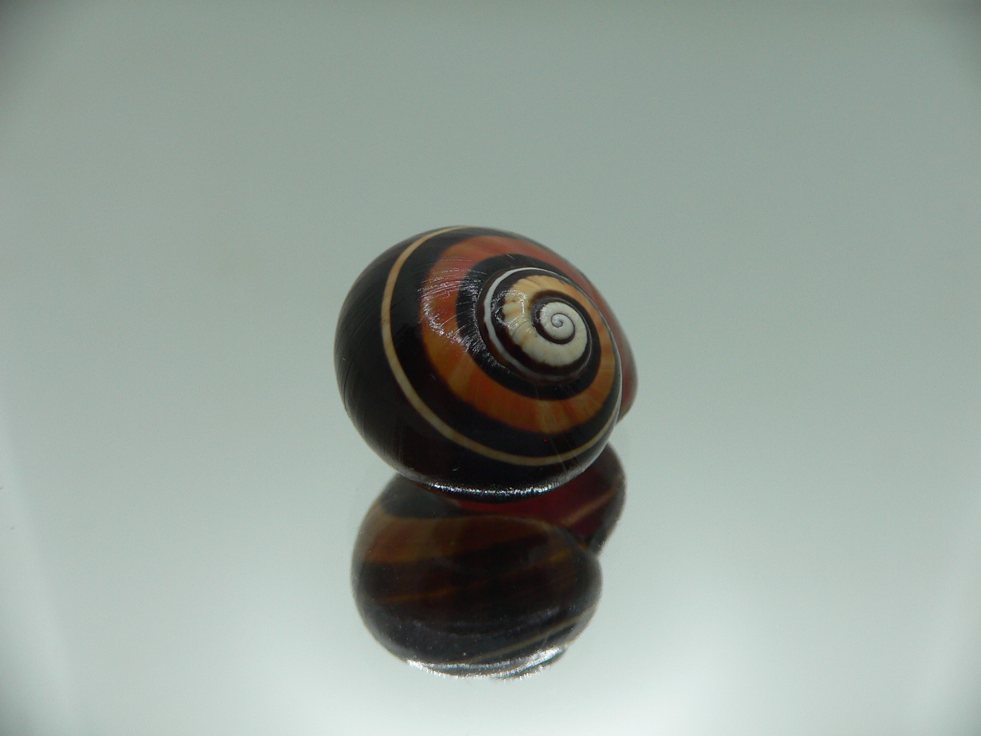 Polymita picta iolimbata VERY RARE