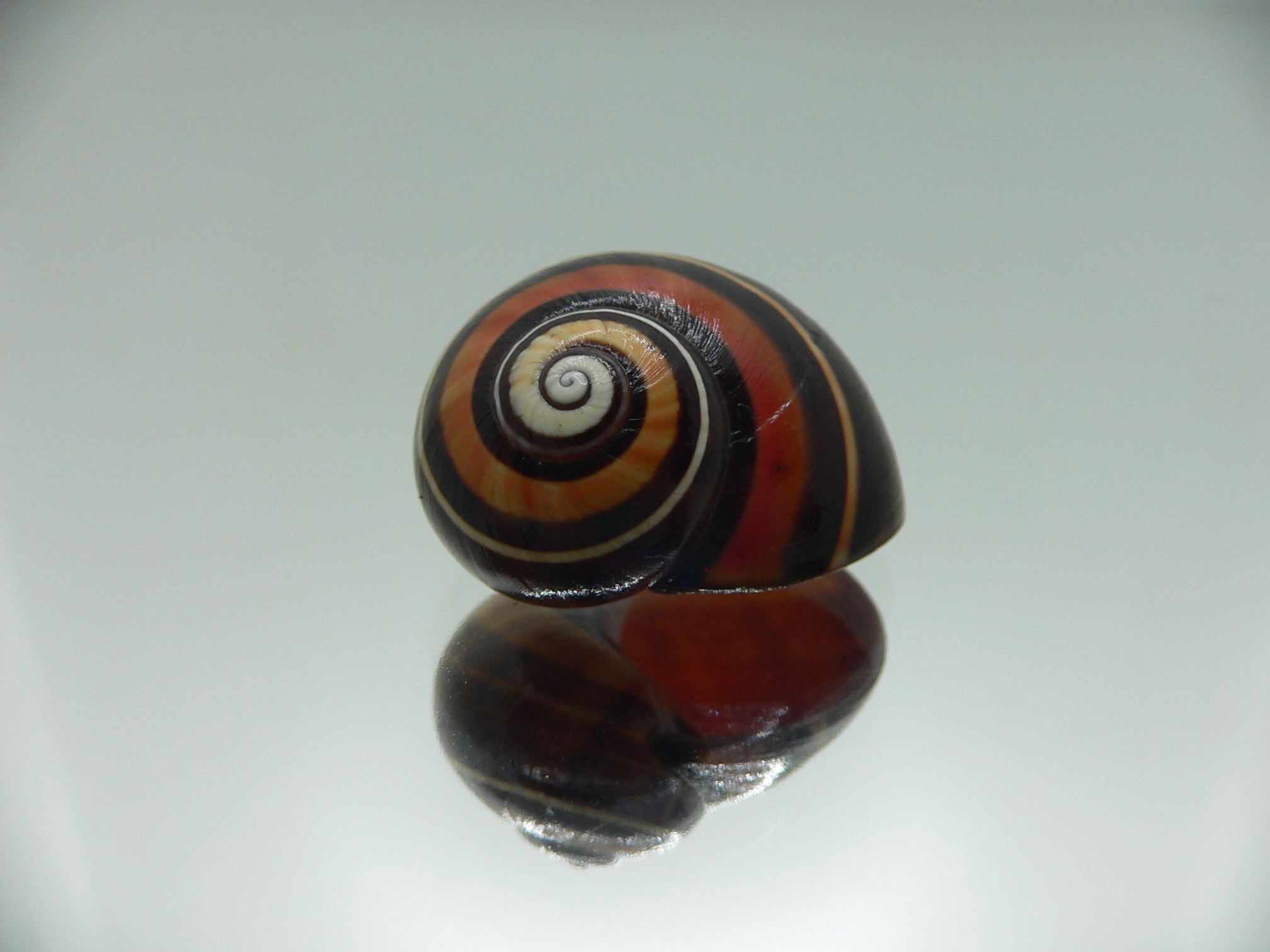 Polymita picta iolimbata VERY RARE