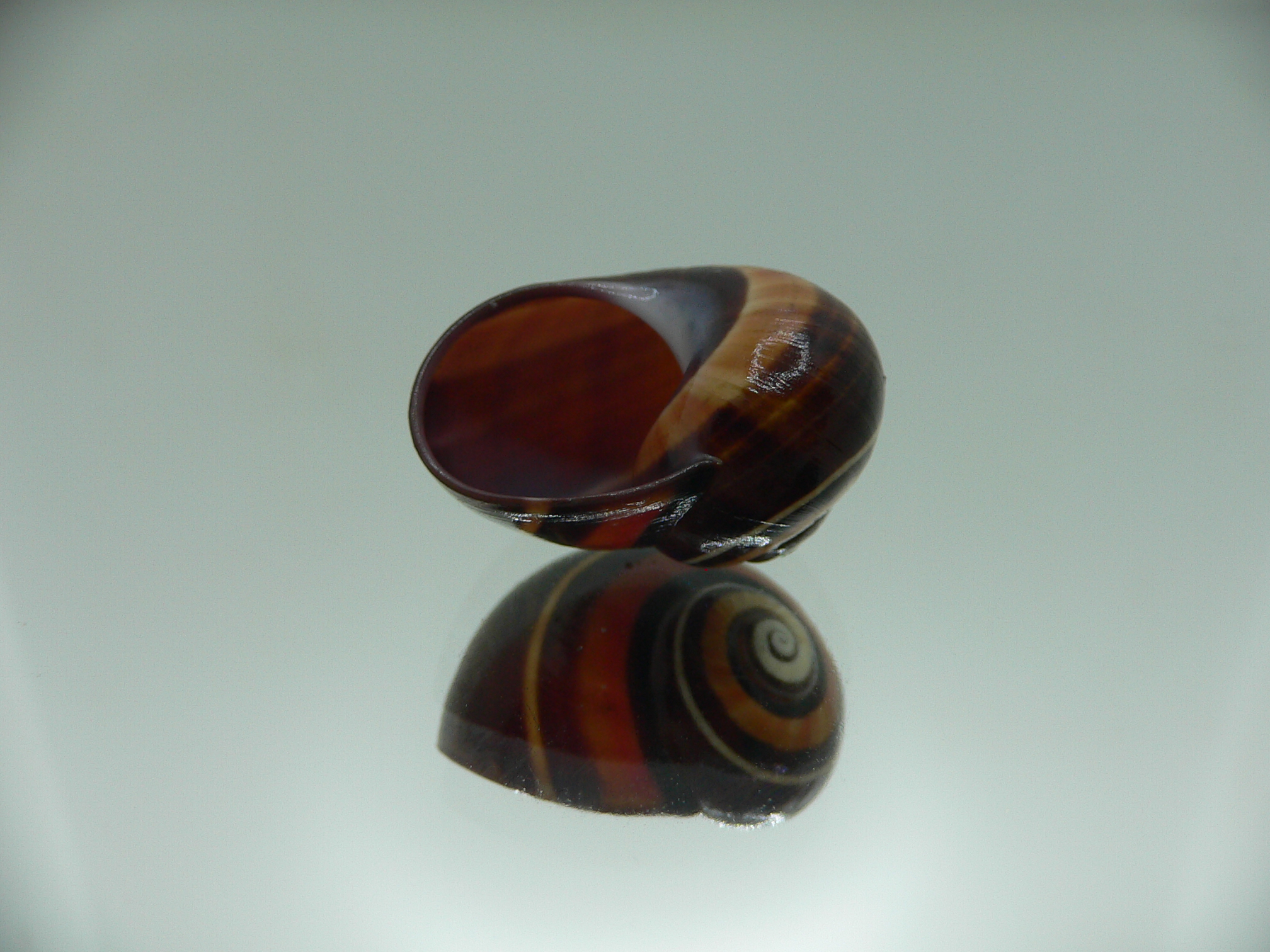 Polymita picta iolimbata VERY RARE