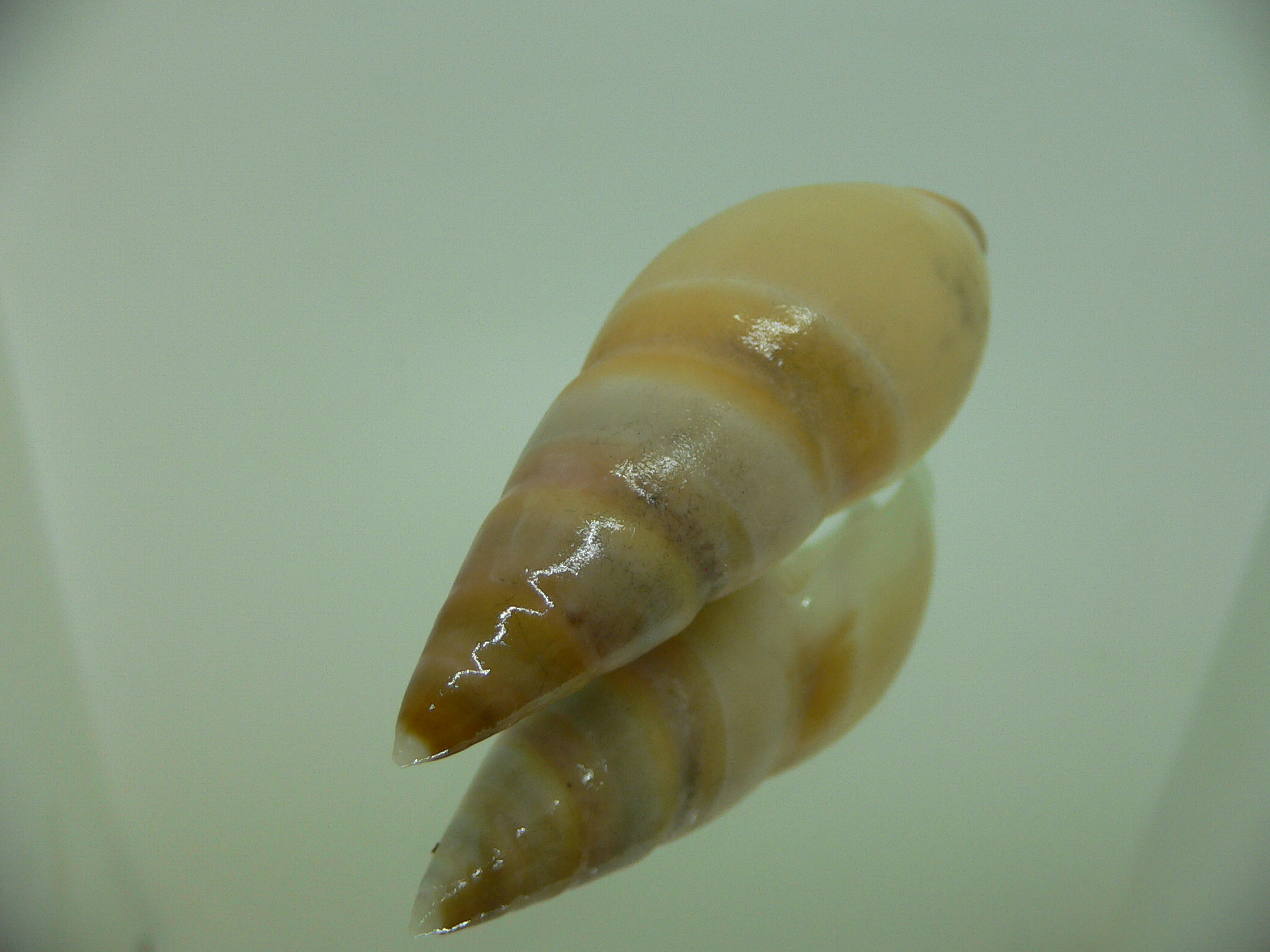 Amalda hilgendorfi hilgendorfi BIG, RARE, bit dead