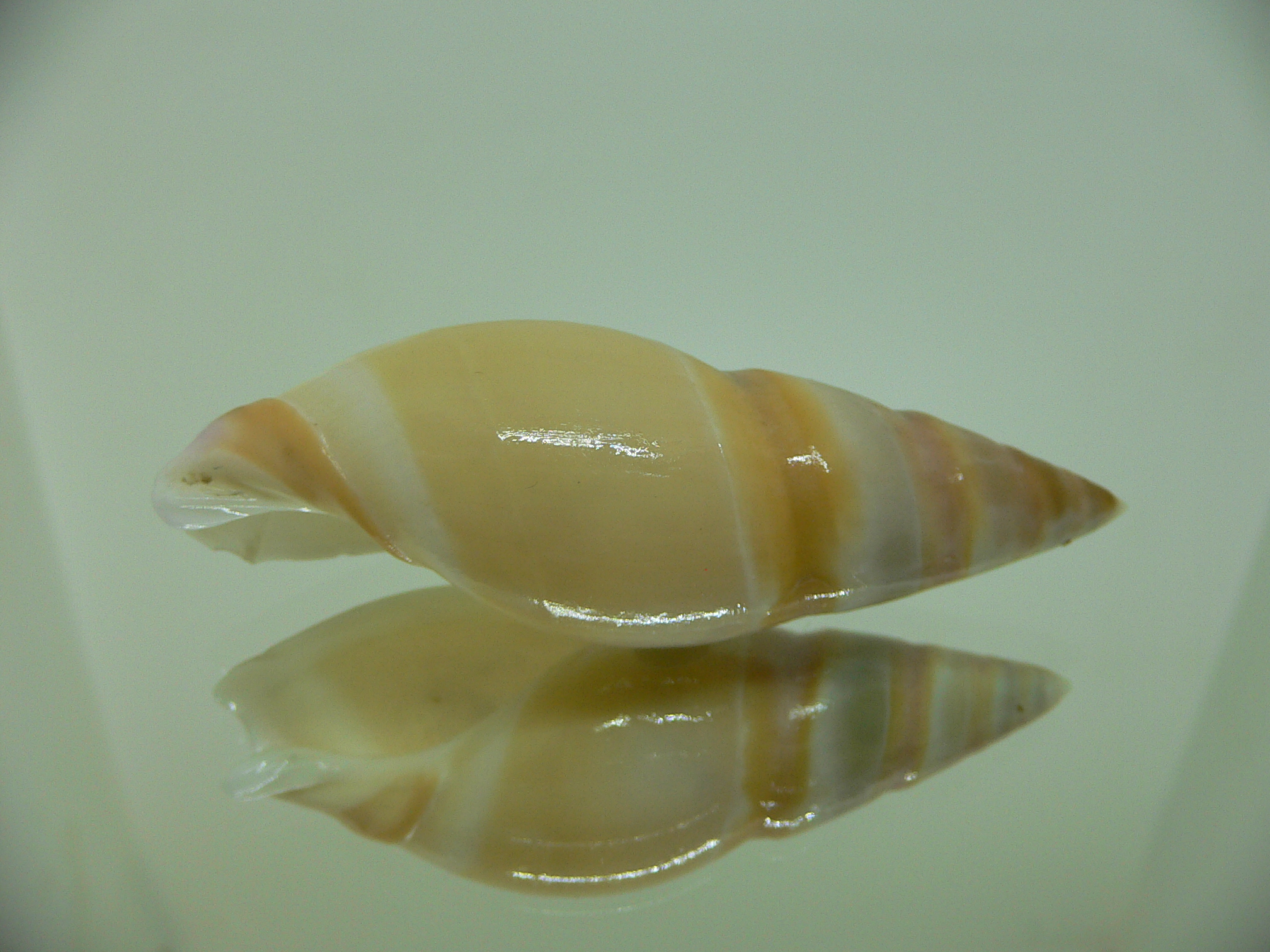 Amalda hilgendorfi hilgendorfi BIG, RARE, bit dead