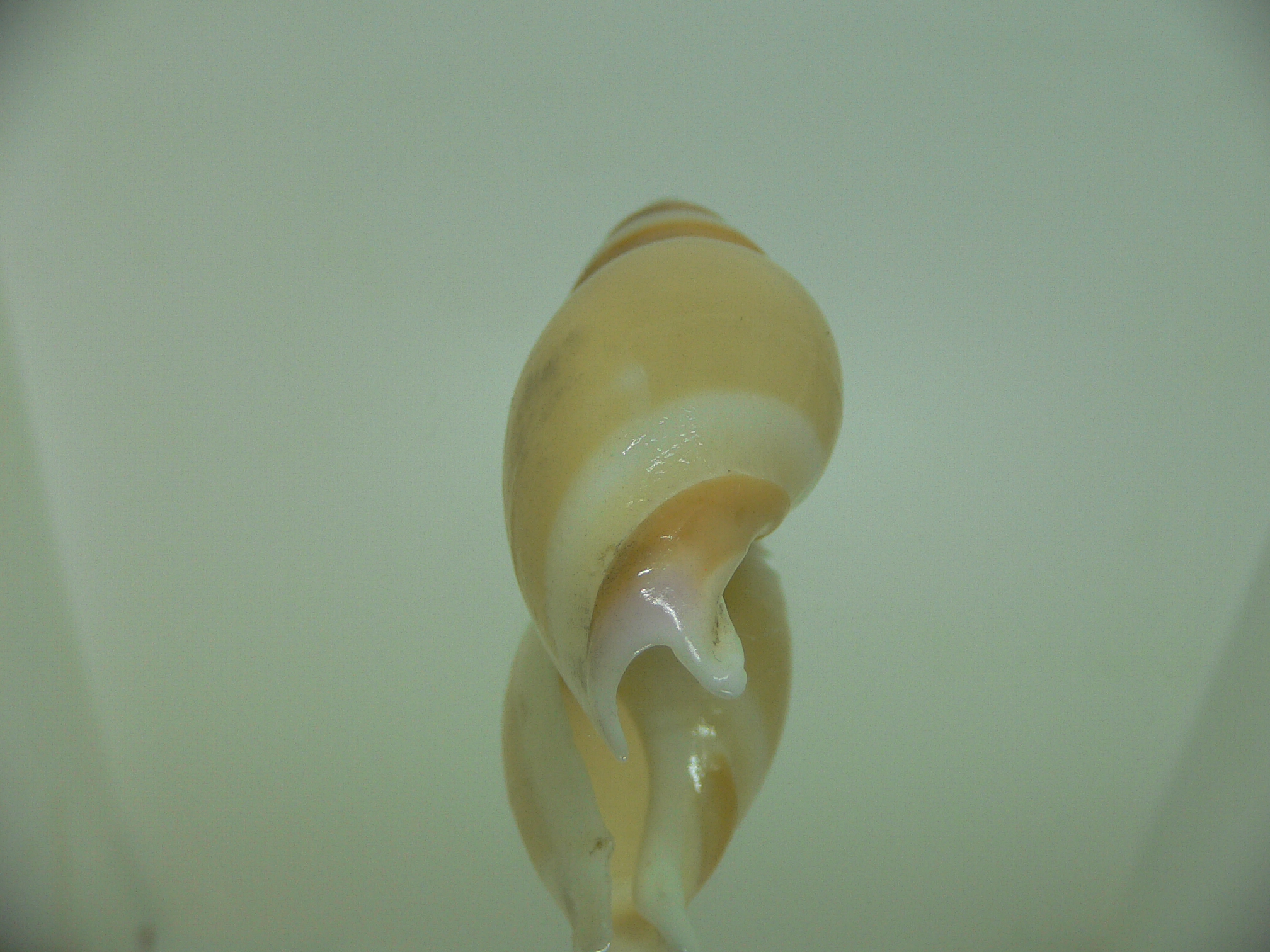 Amalda hilgendorfi hilgendorfi BIG, RARE, bit dead