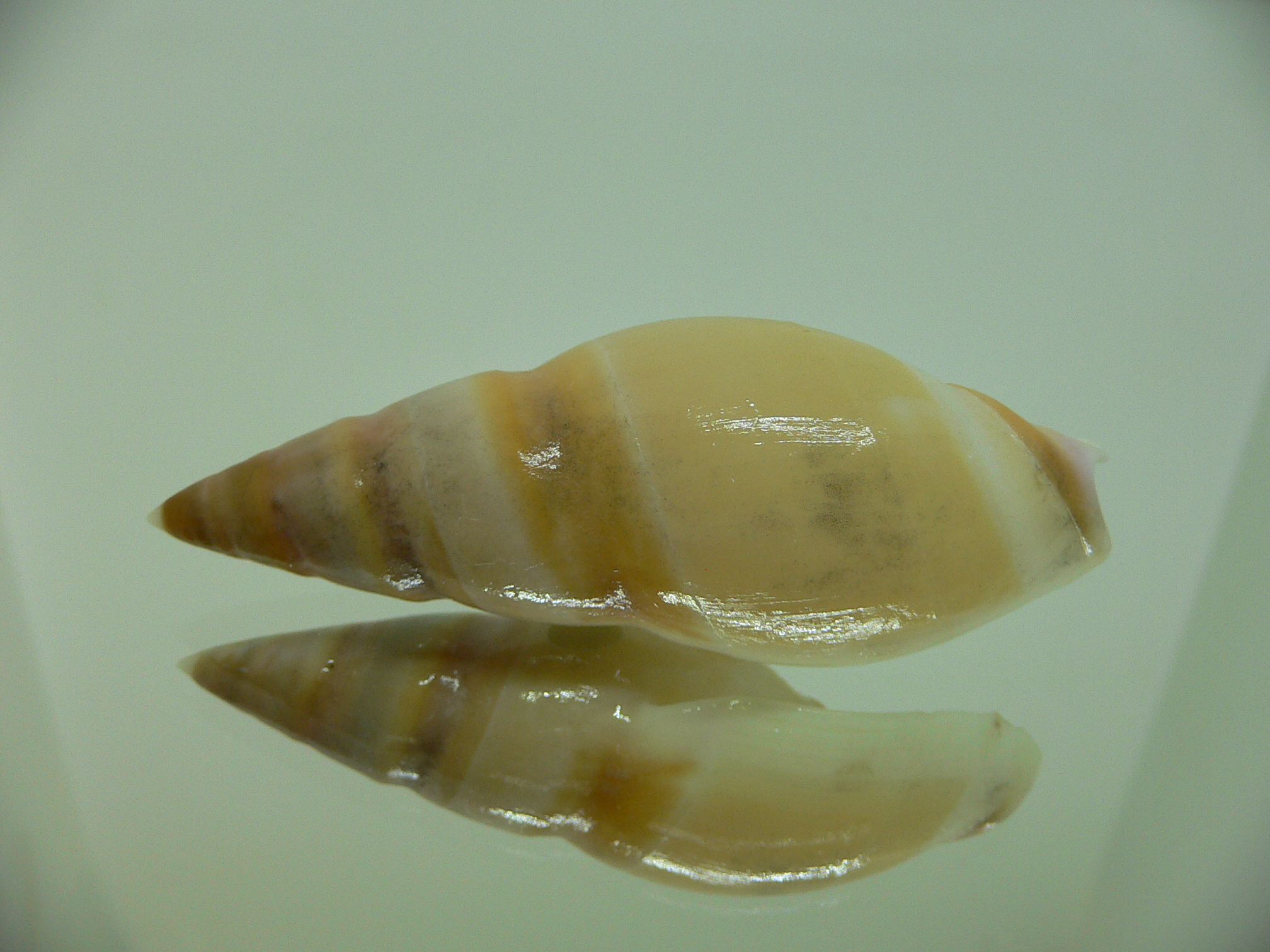 Amalda hilgendorfi hilgendorfi BIG, RARE, bit dead