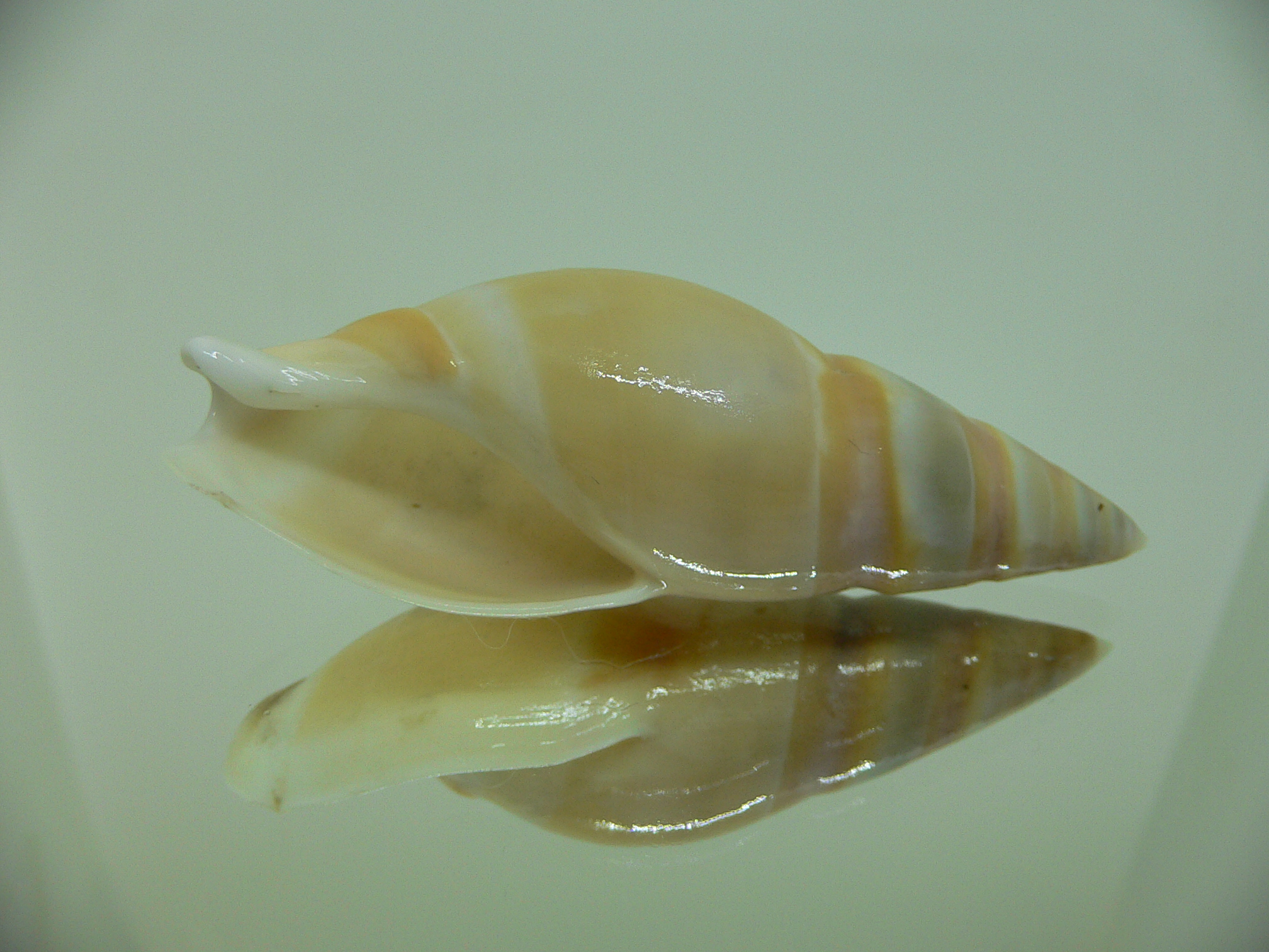 Amalda hilgendorfi hilgendorfi BIG, RARE, bit dead