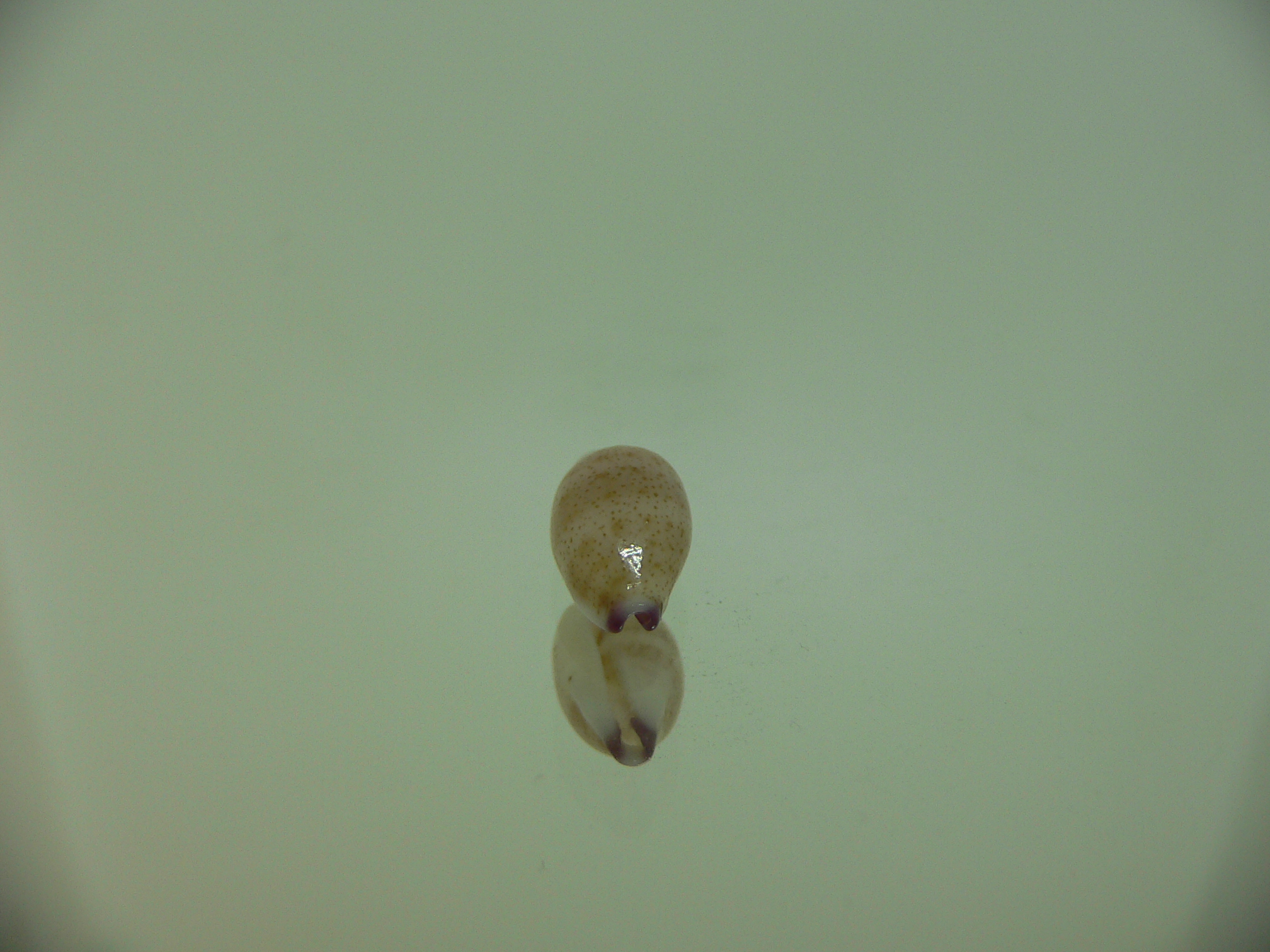 Cypraea microdon microdon 1