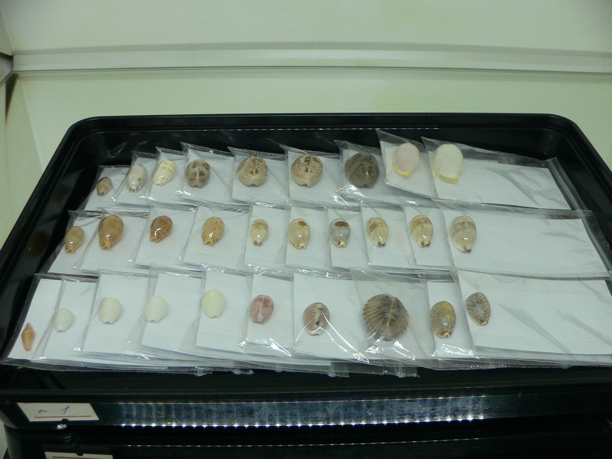 Cypraea microdon microdon 1