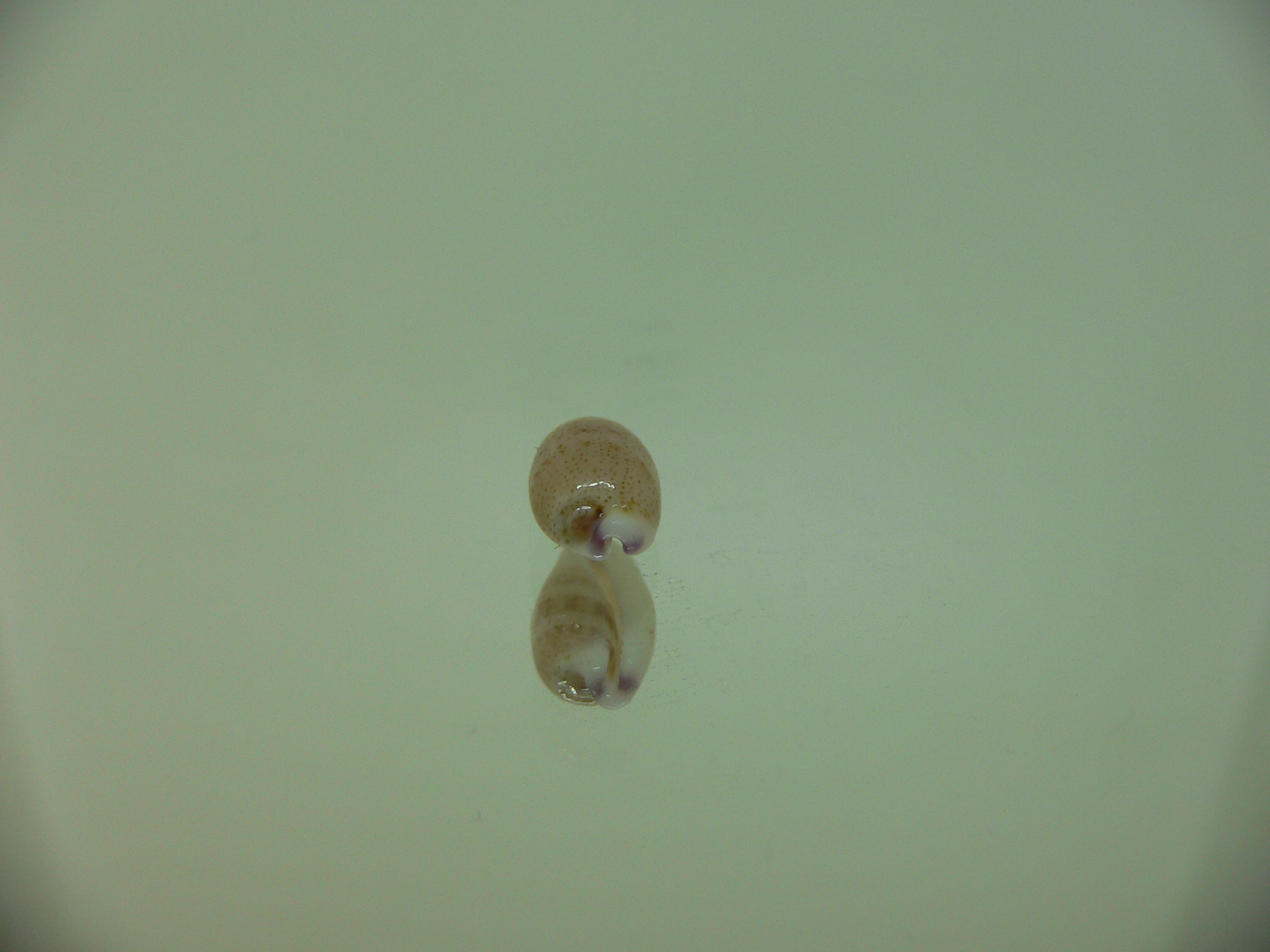 Cypraea microdon microdon 1