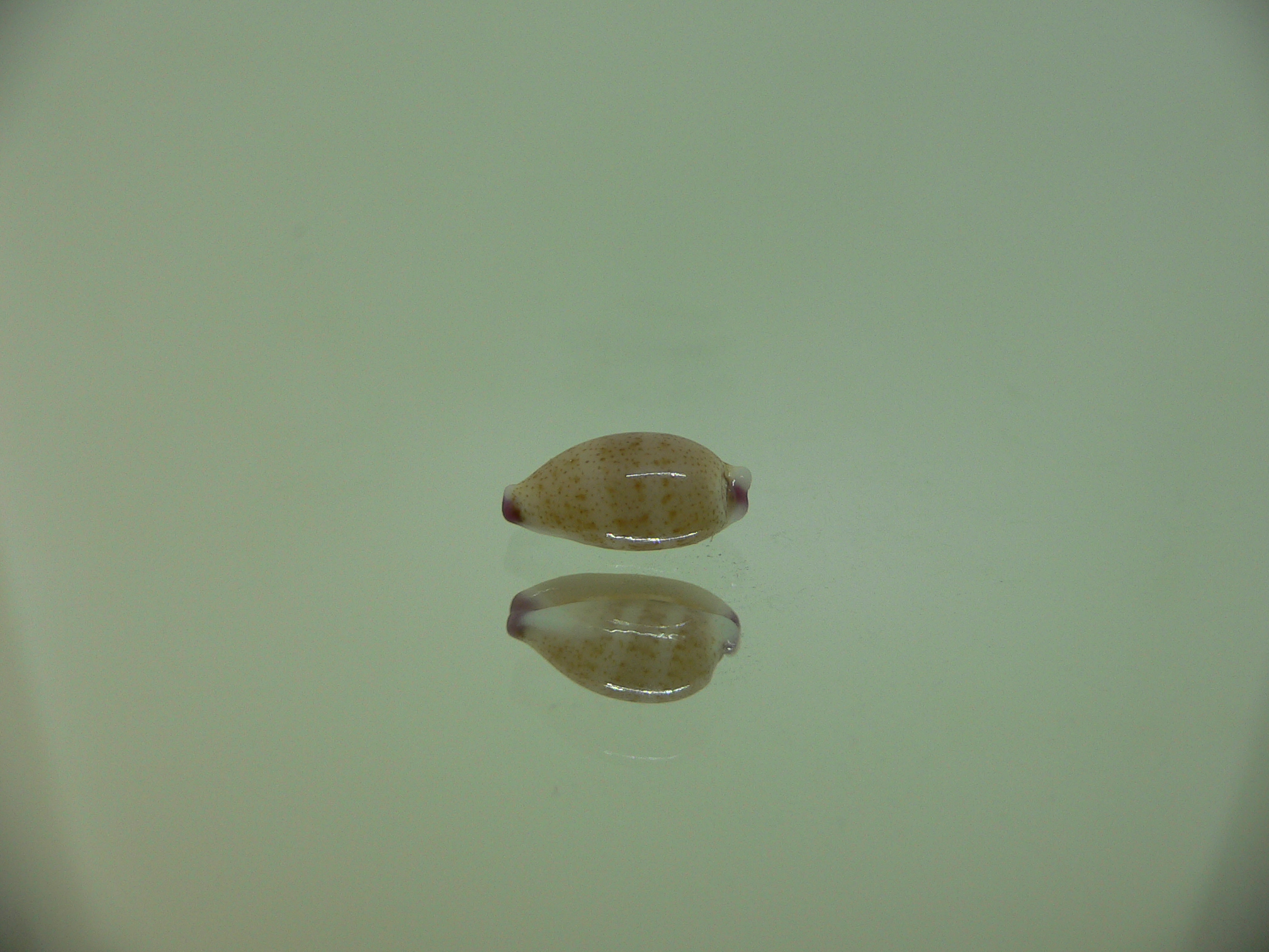 Cypraea microdon microdon 1