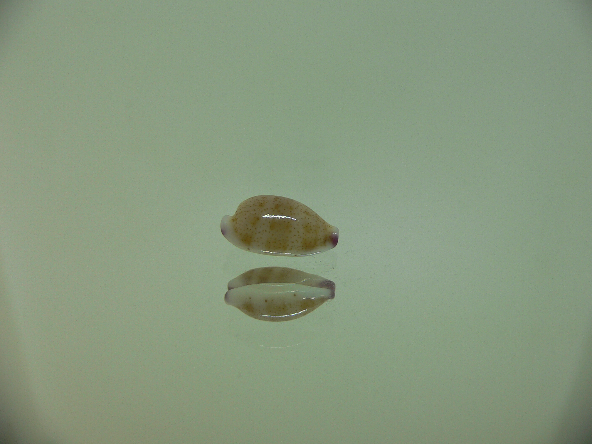 Cypraea microdon microdon 1