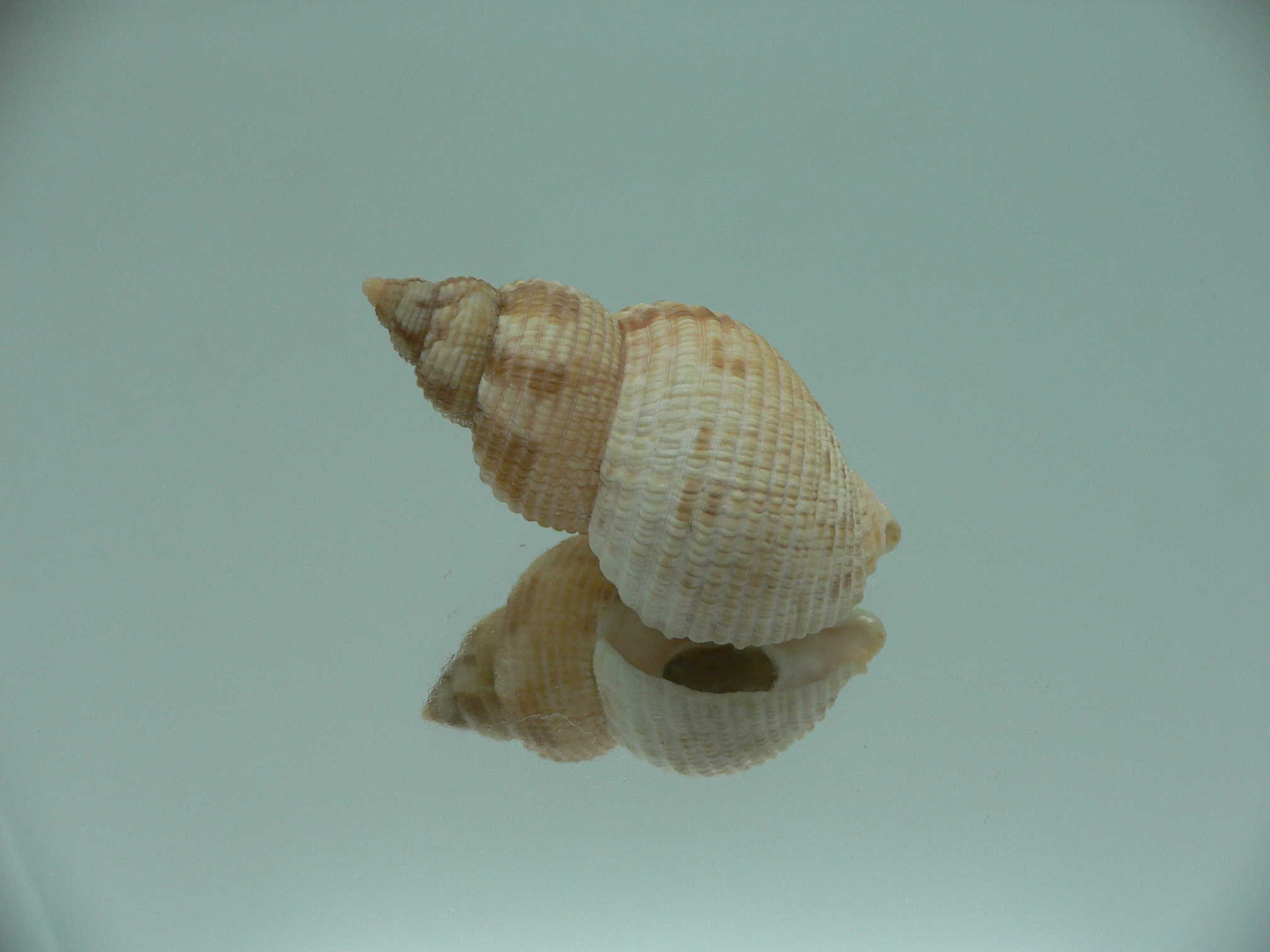 Buccinum yokomaruae BIG & WIDE
