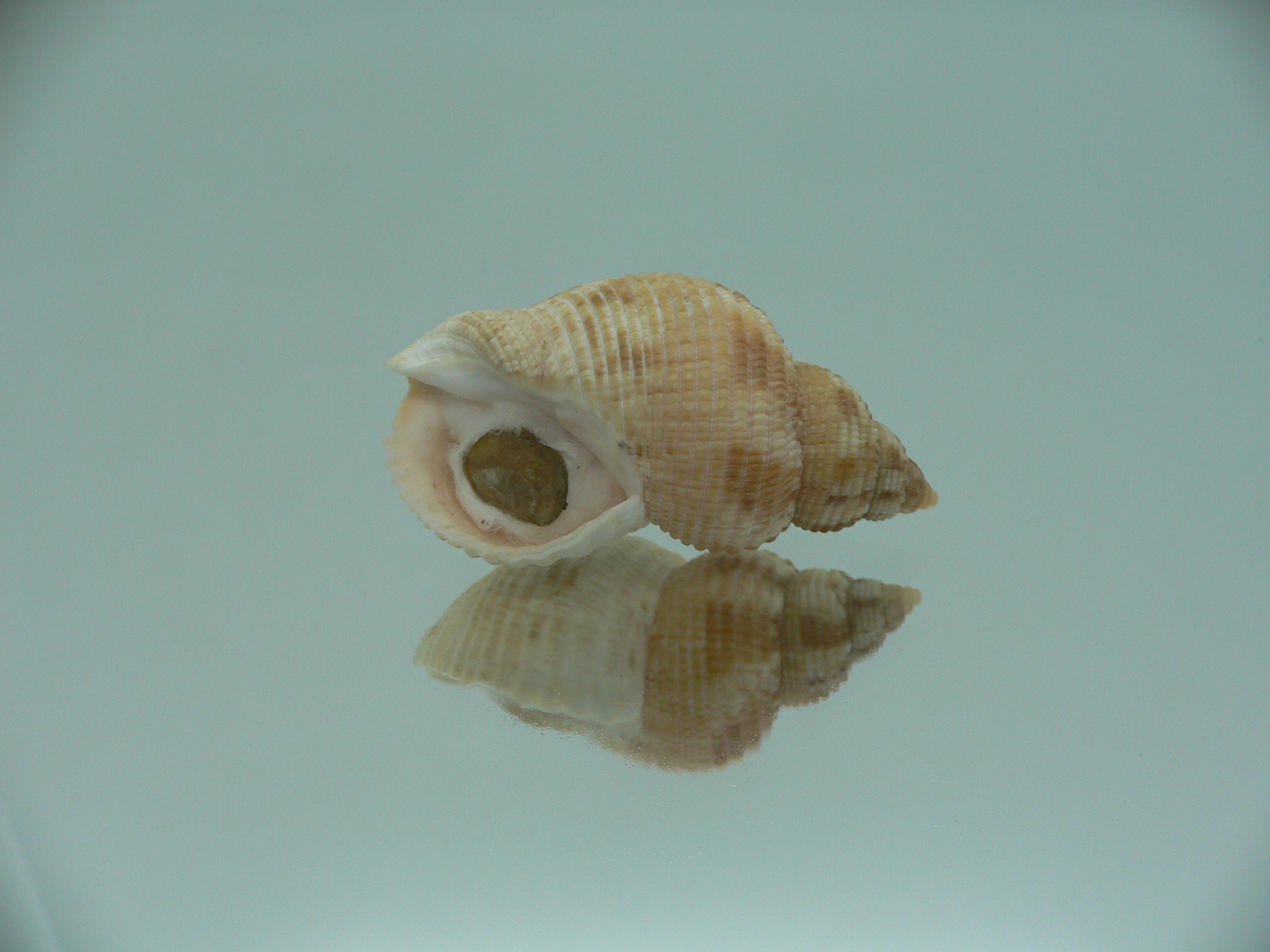 Buccinum yokomaruae BIG & WIDE