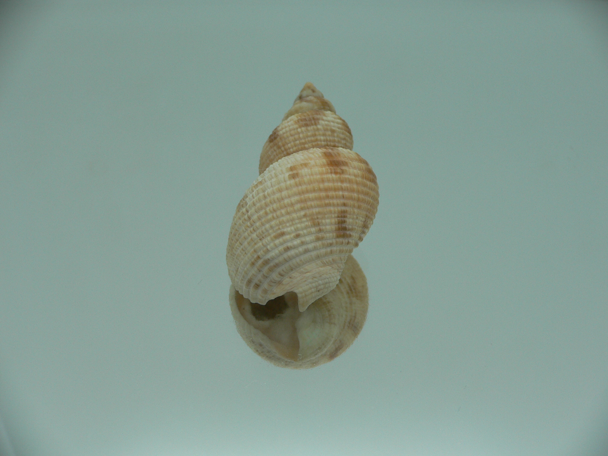 Buccinum yokomaruae BIG & WIDE