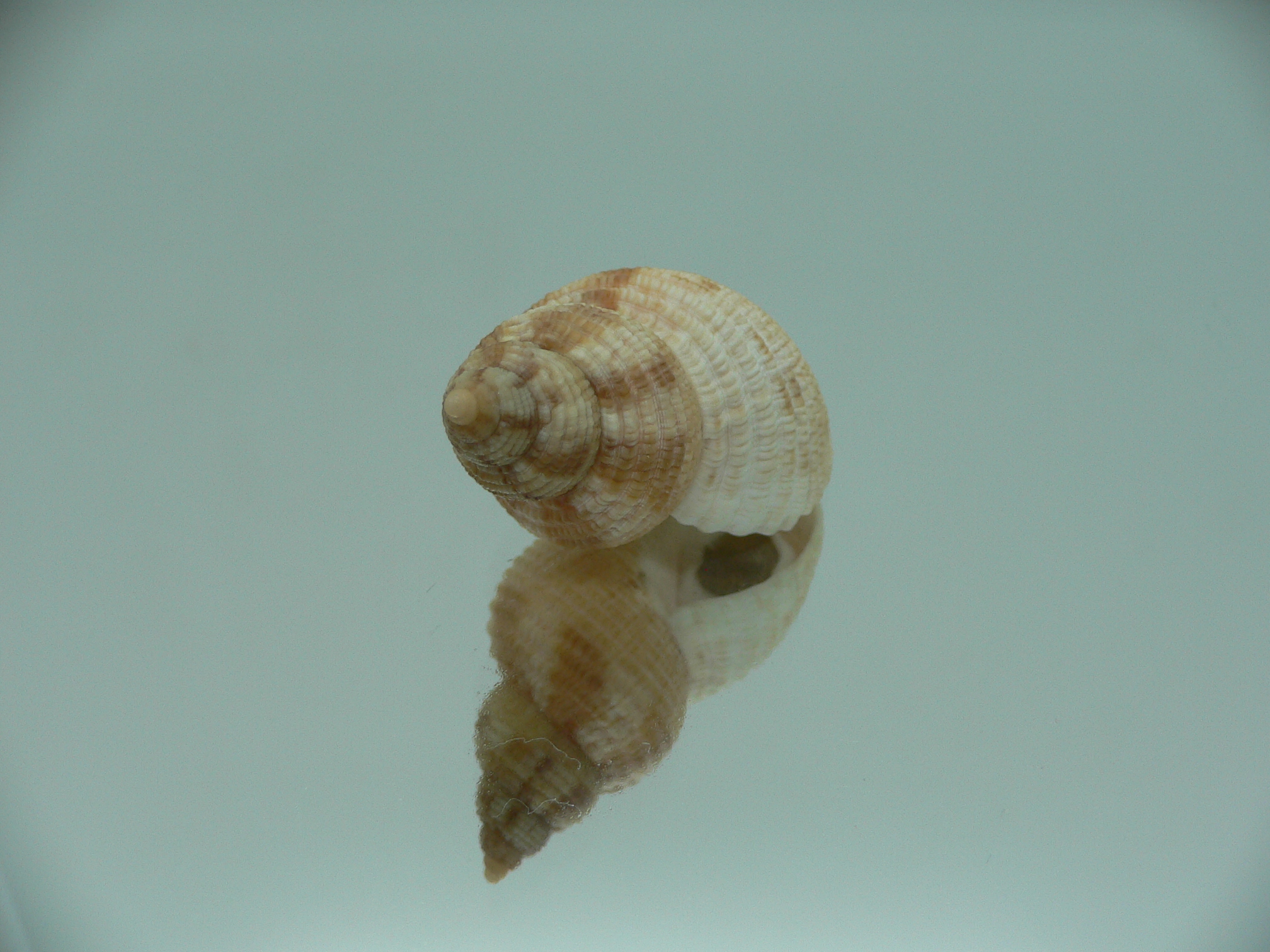 Buccinum yokomaruae BIG & WIDE