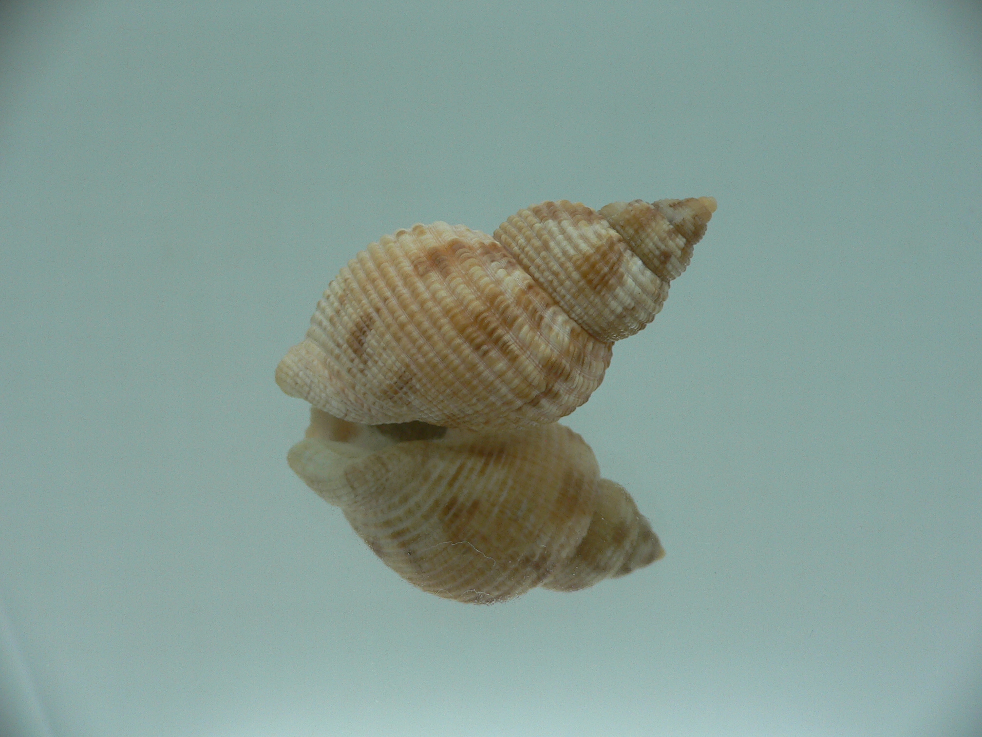 Buccinum yokomaruae BIG & WIDE