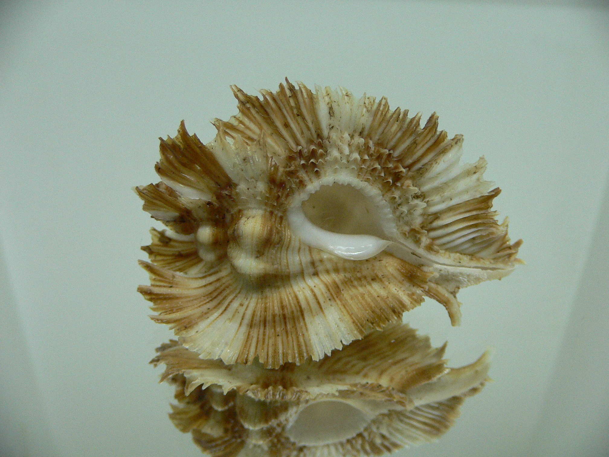 Chicoreus miyokoae WIDE