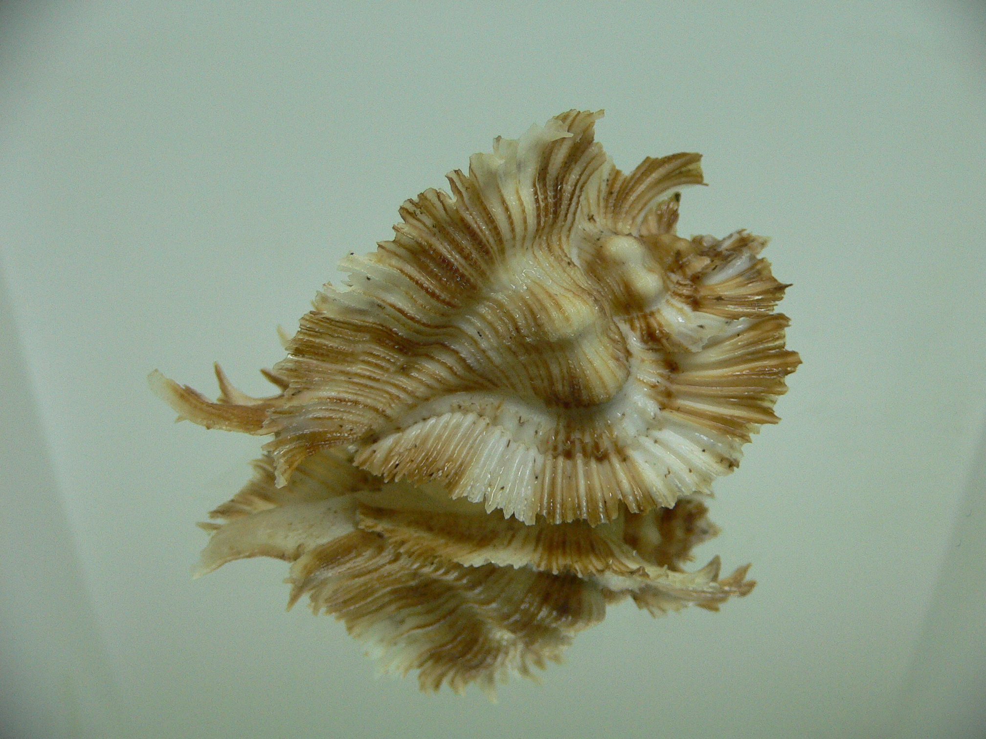 Chicoreus miyokoae WIDE