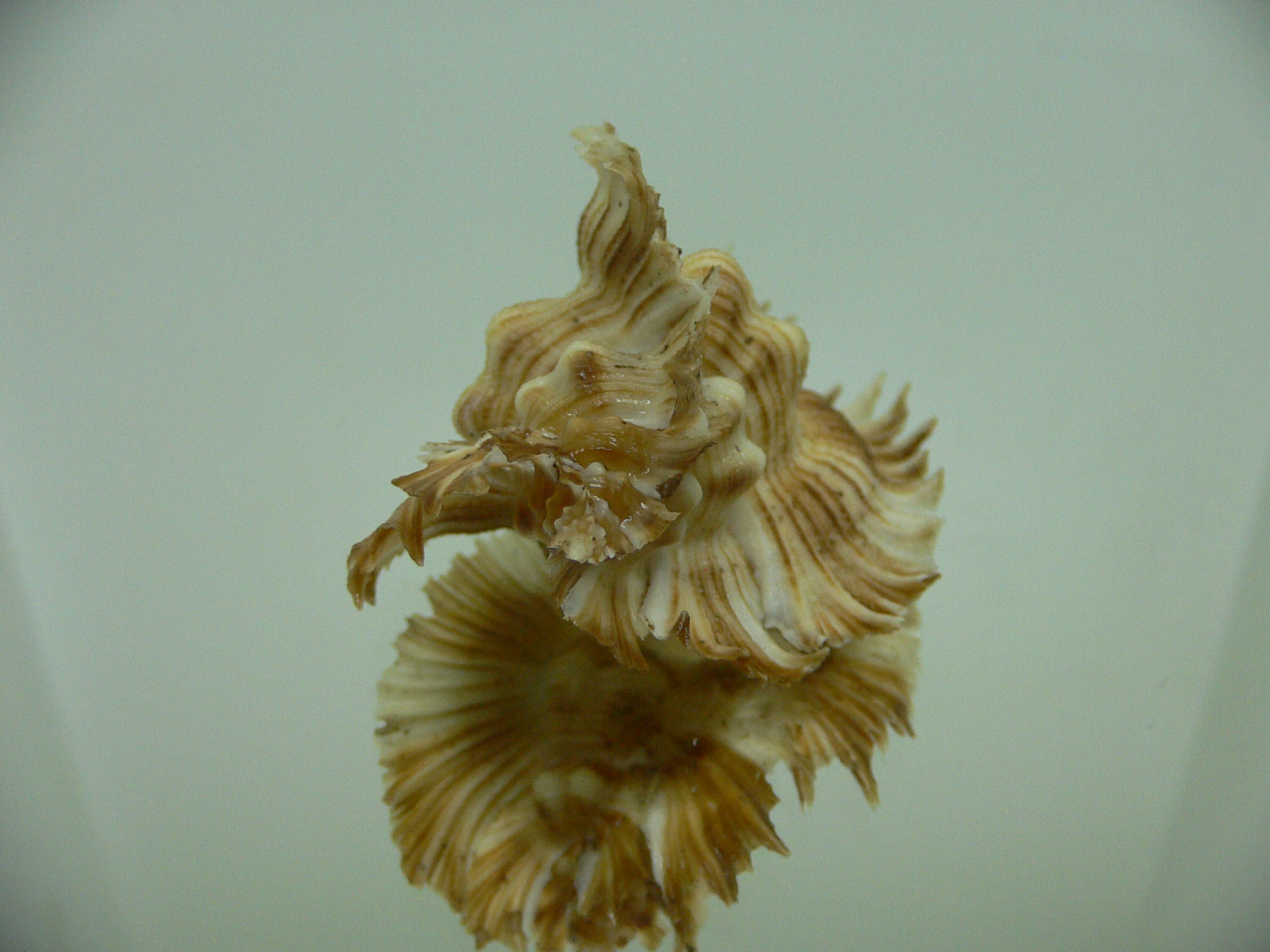 Chicoreus miyokoae WIDE
