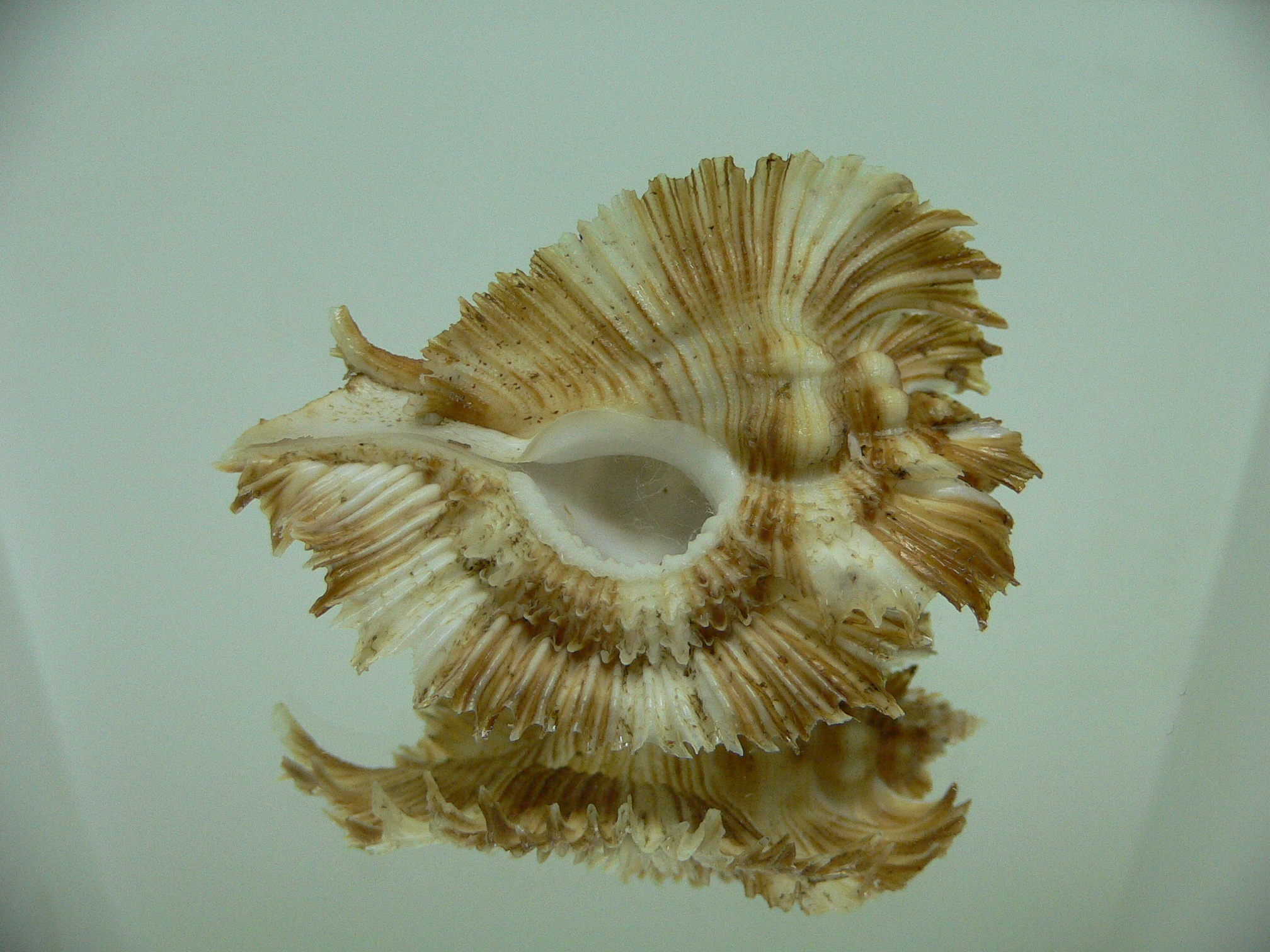 Chicoreus miyokoae WIDE