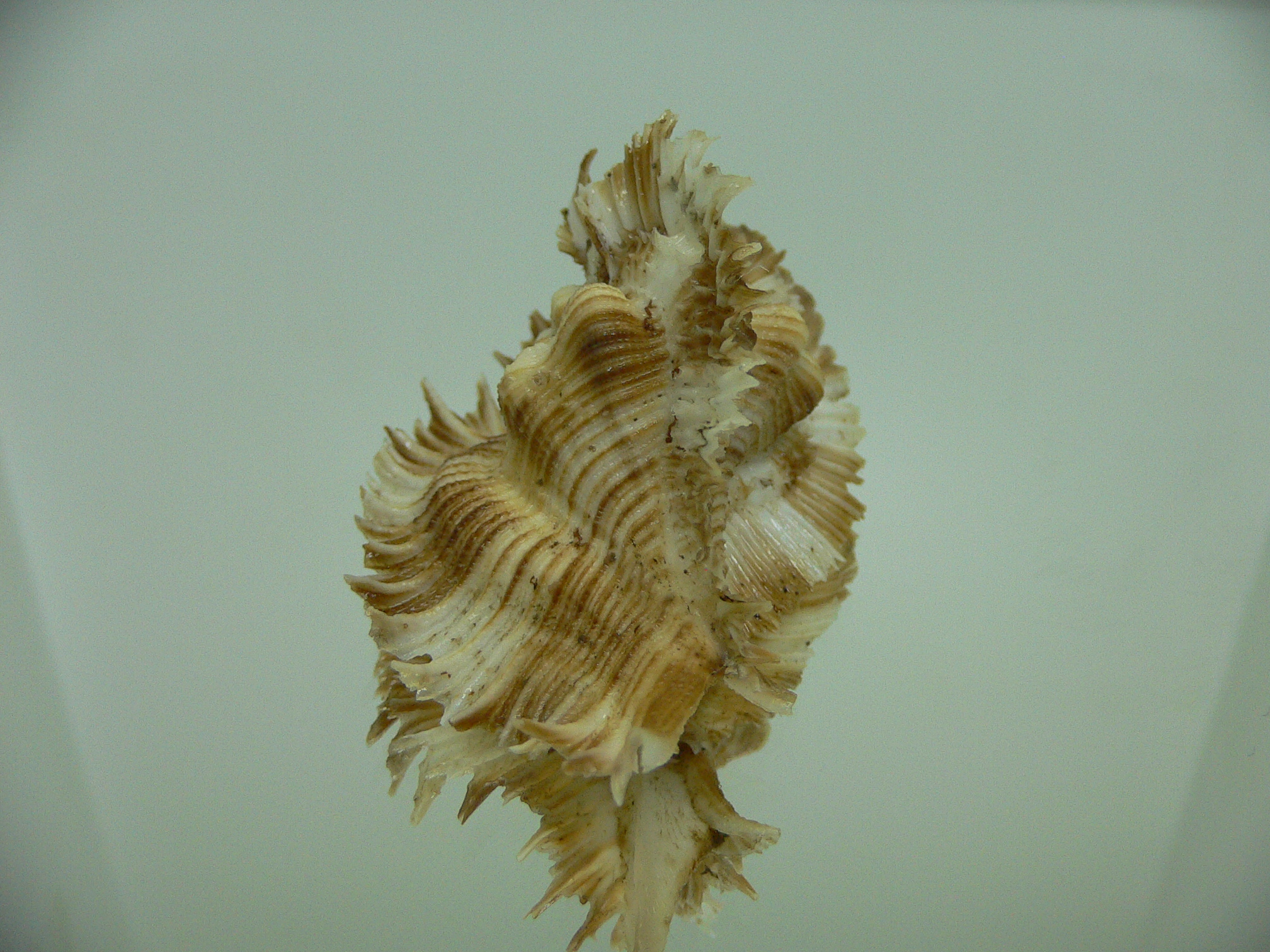 Chicoreus miyokoae WIDE