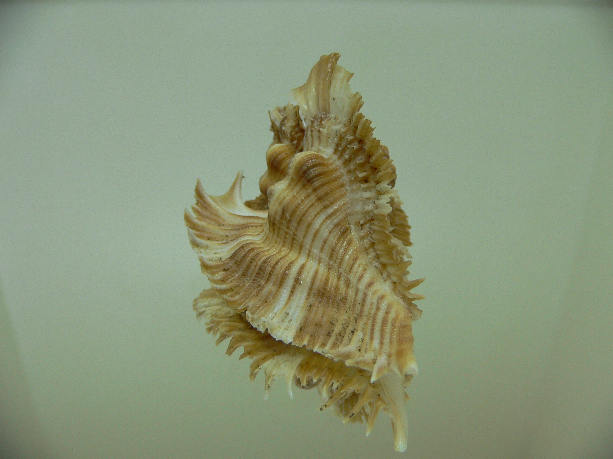 Chicoreus miyokoae WIDE