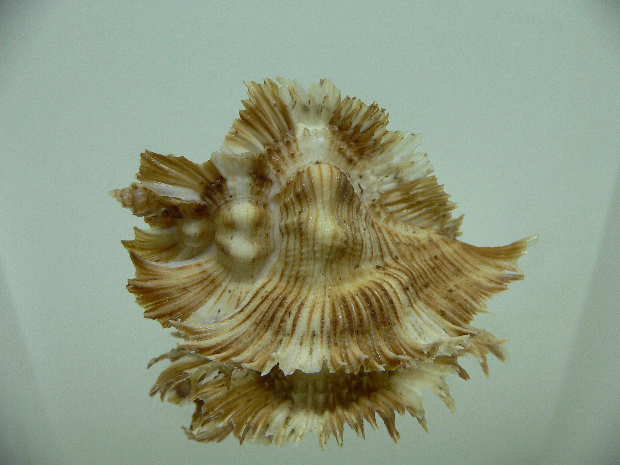 Chicoreus miyokoae WIDE