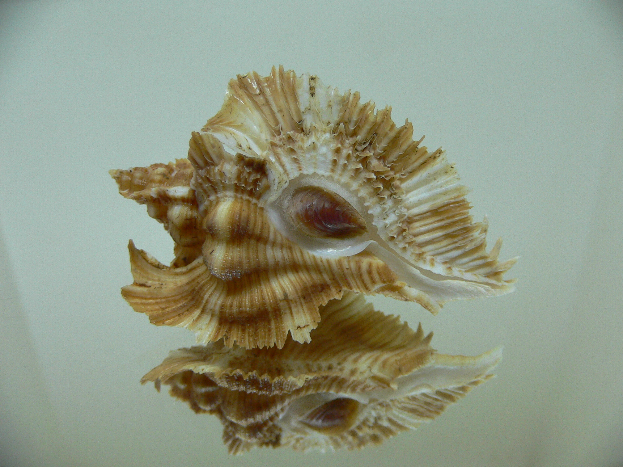 Chicoreus miyokoae WIDE