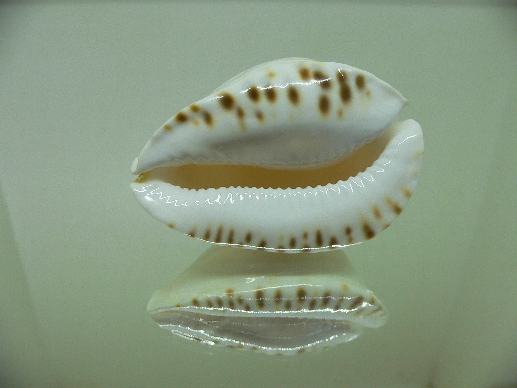 Zoila marginata albanyensis ALBINO