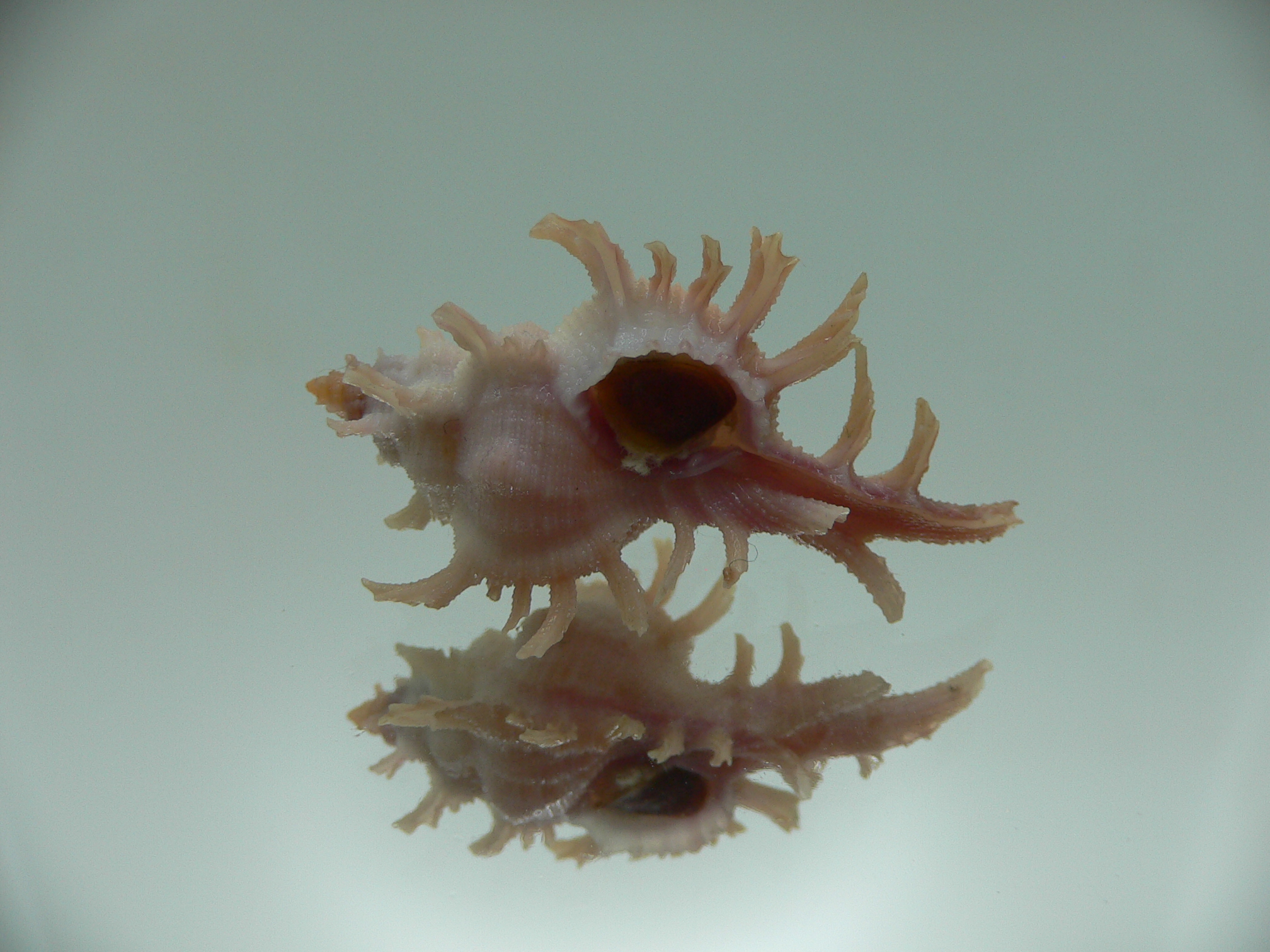 Chicoreus rossiteri PINK