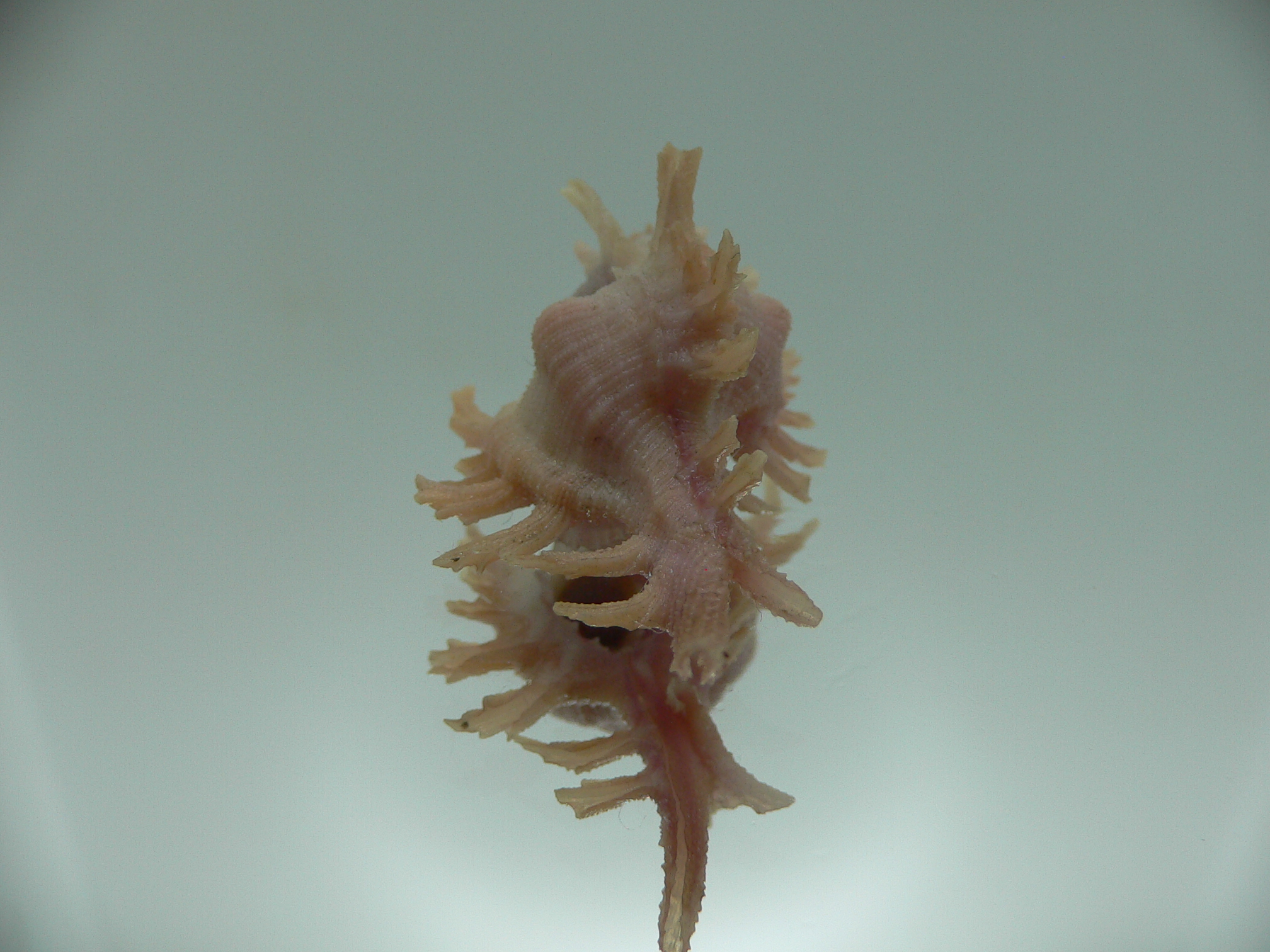 Chicoreus rossiteri PINK