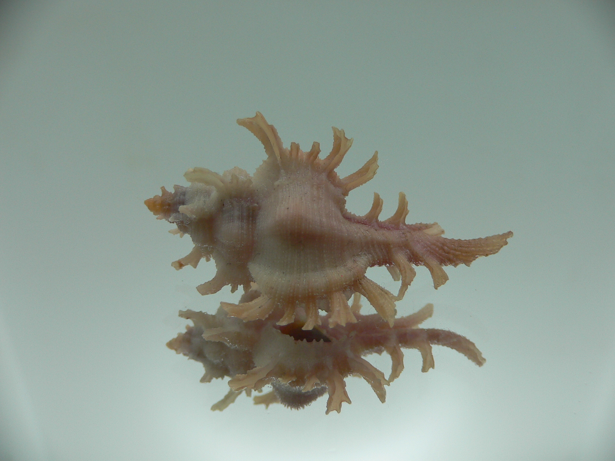 Chicoreus rossiteri PINK