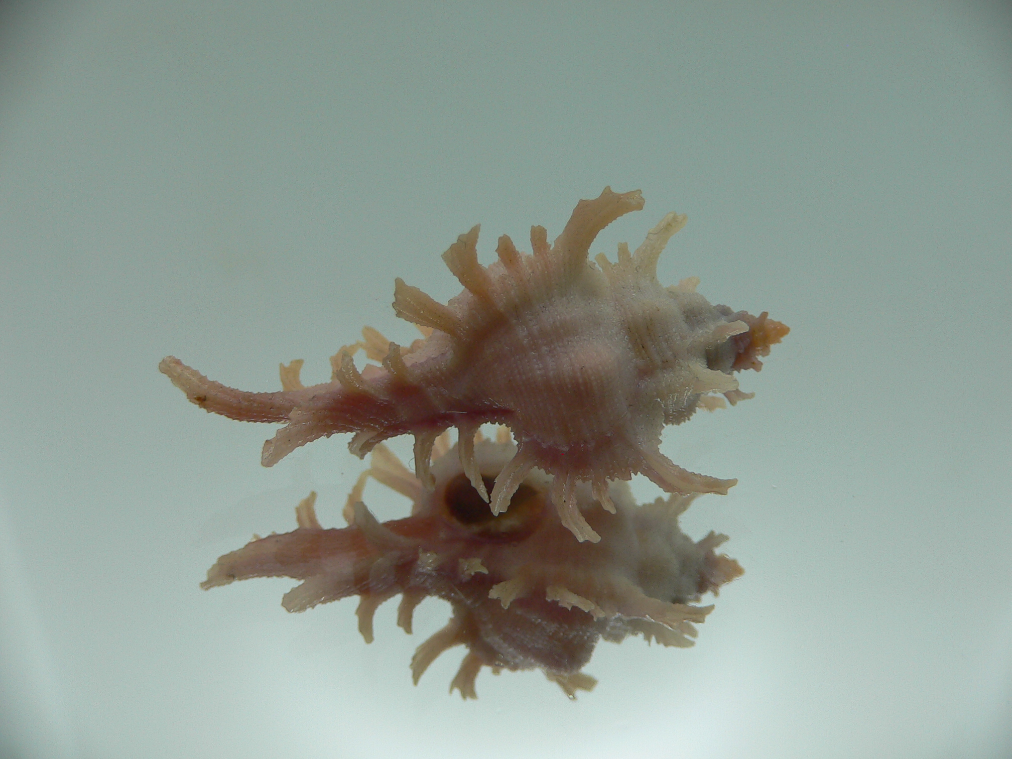 Chicoreus rossiteri PINK