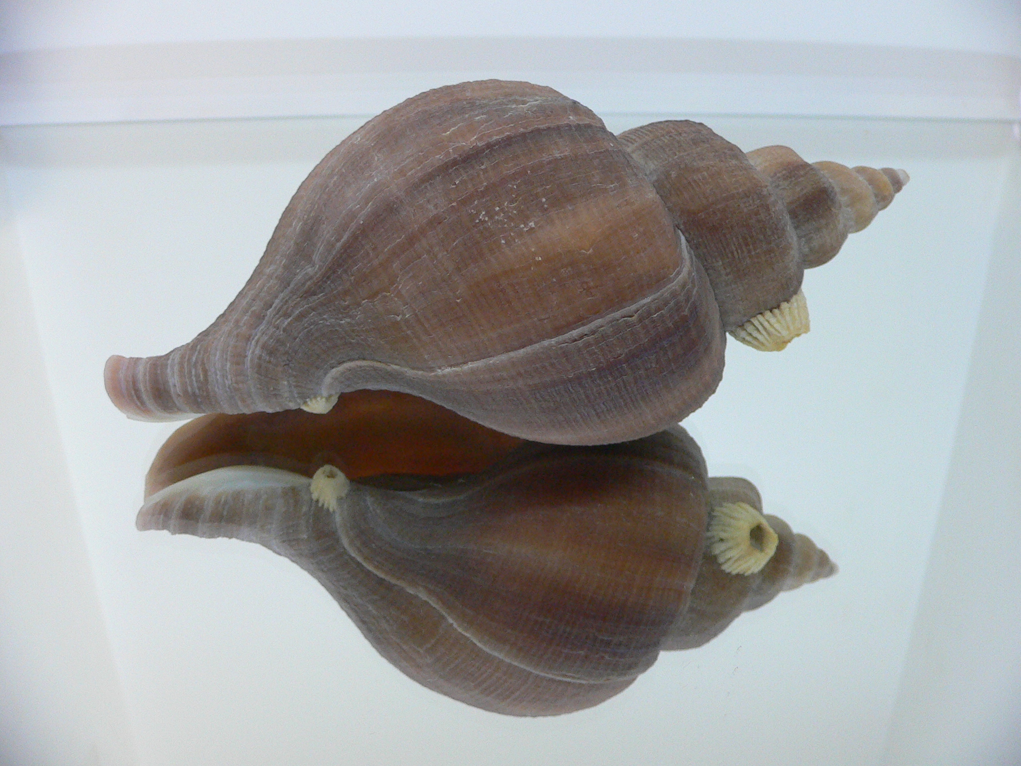 Neptunea constricta CLASSIC FORM