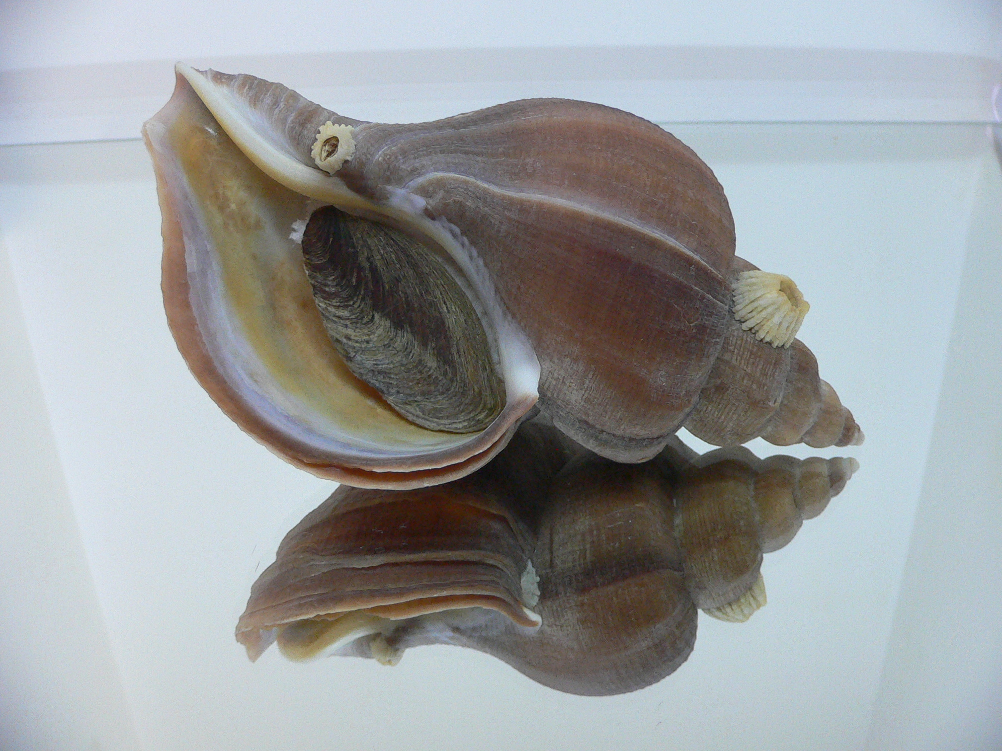Neptunea constricta CLASSIC FORM