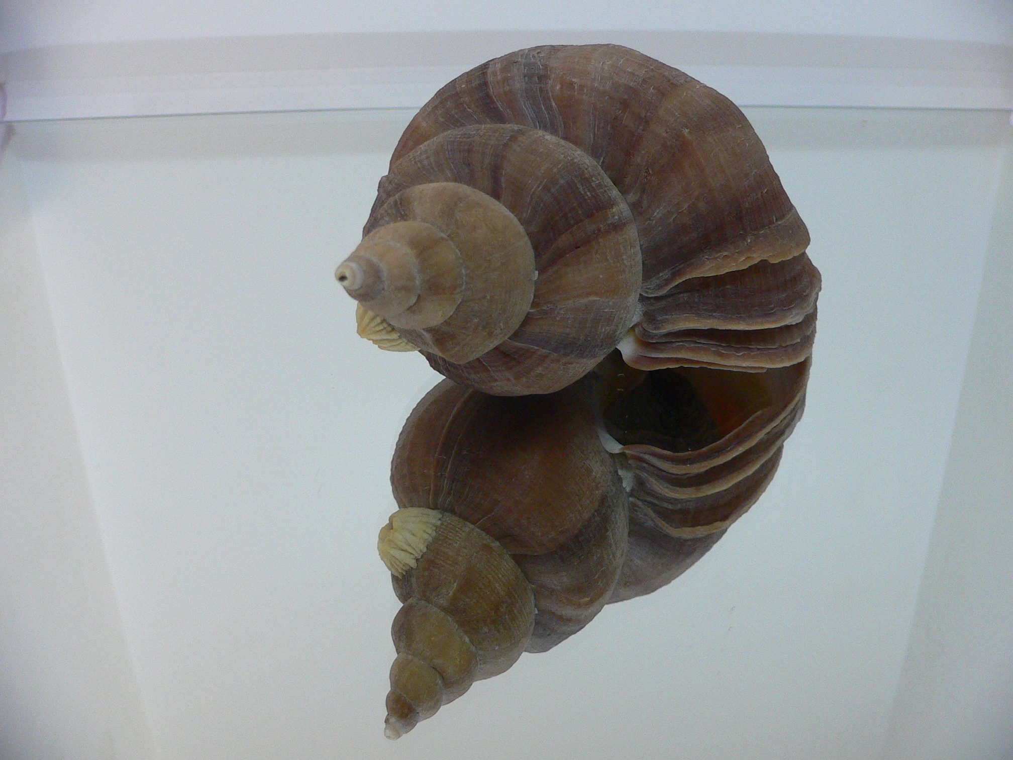 Neptunea constricta CLASSIC FORM