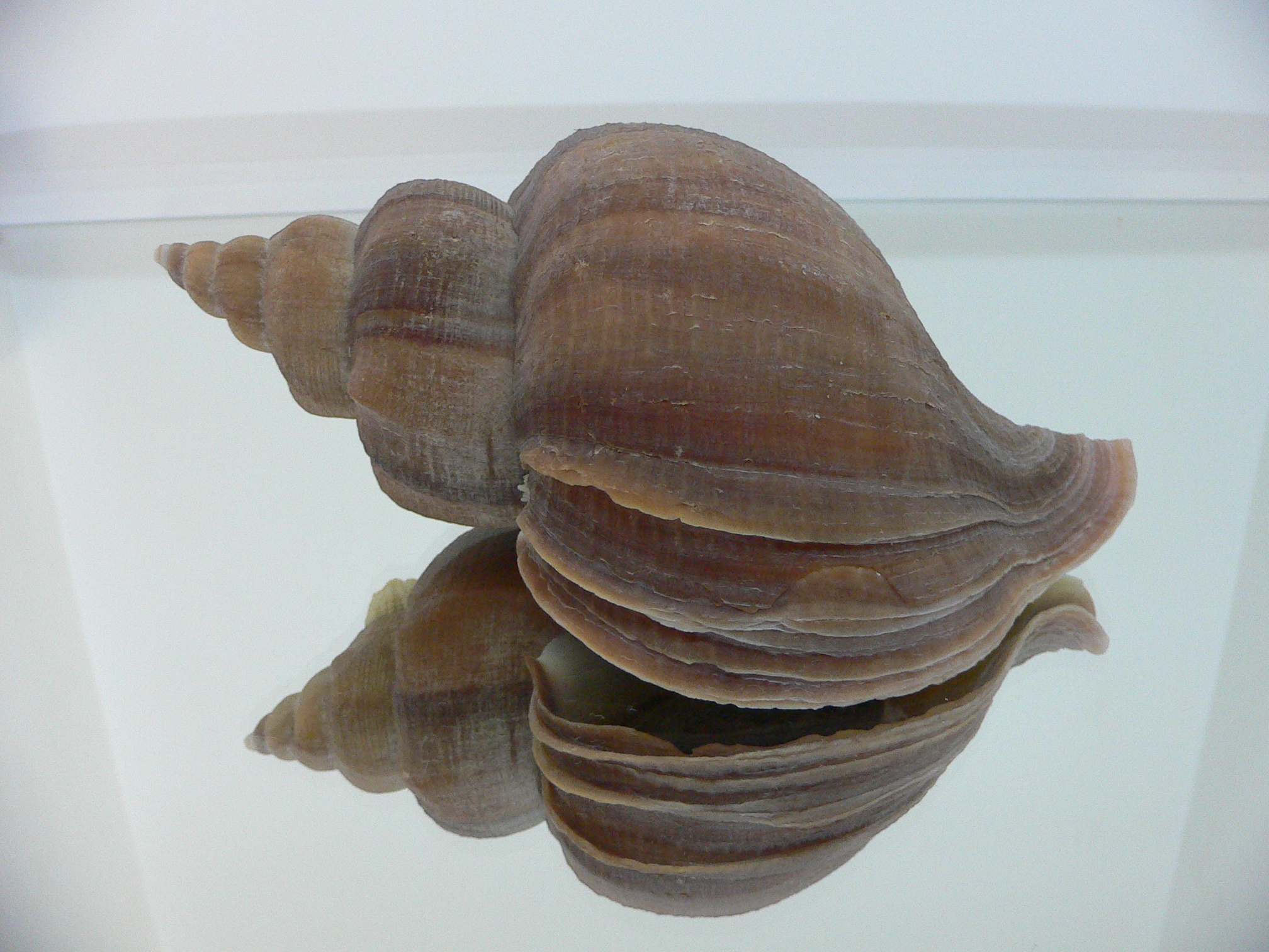 Neptunea constricta CLASSIC FORM