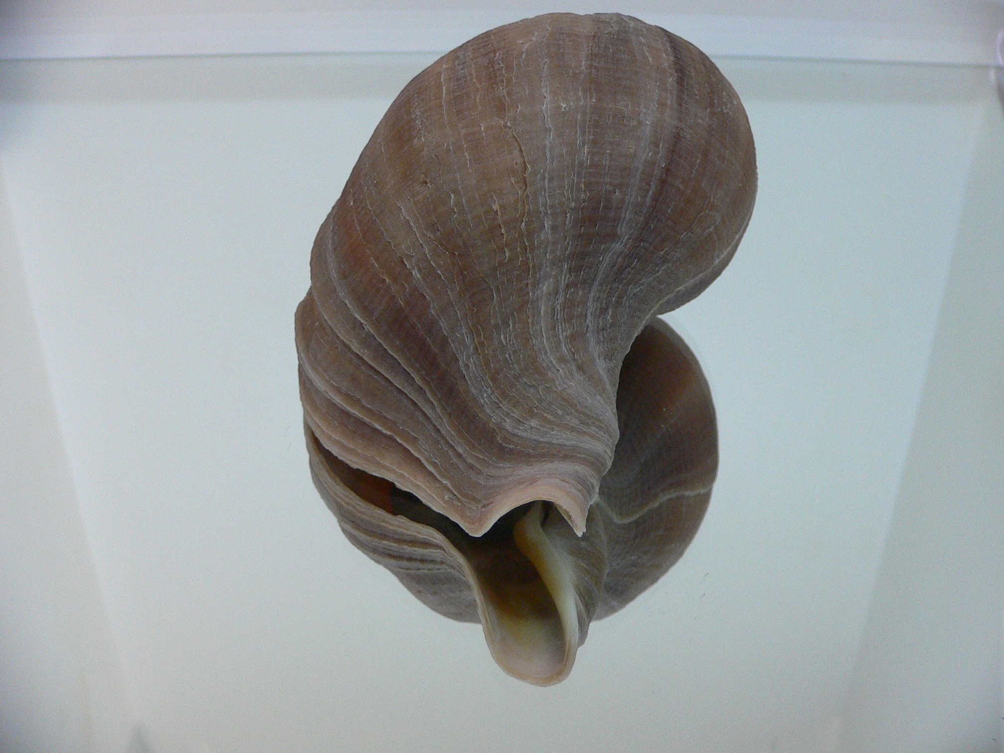 Neptunea constricta CLASSIC FORM