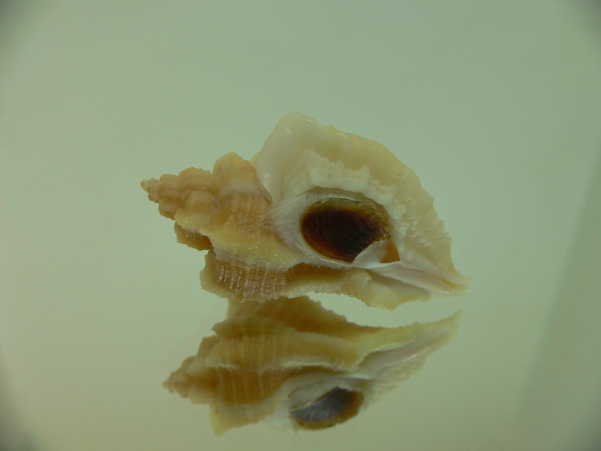 Ocenebra inornata GOLD FORM & ELONGATE