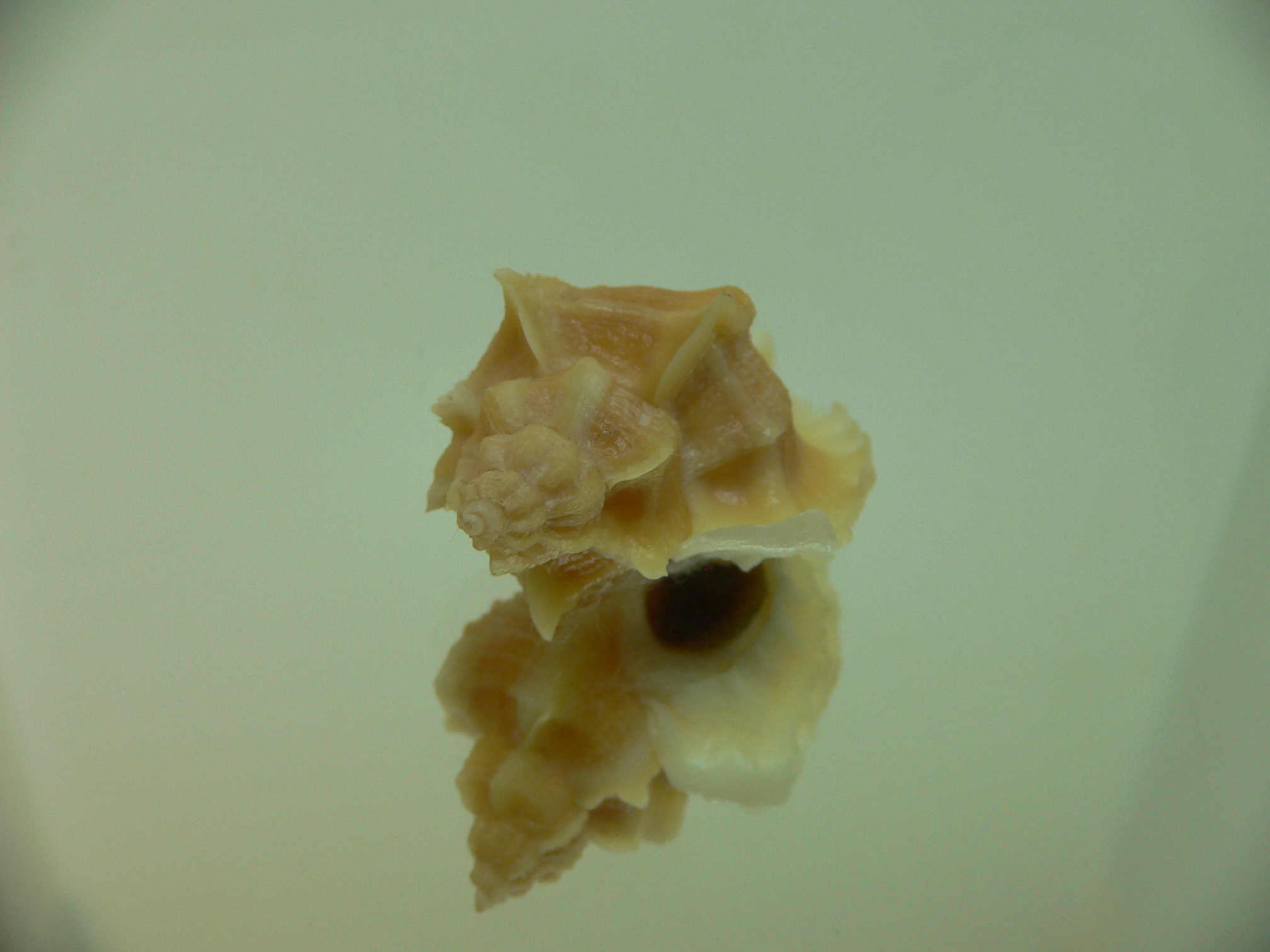 Ocenebra inornata GOLD FORM & ELONGATE